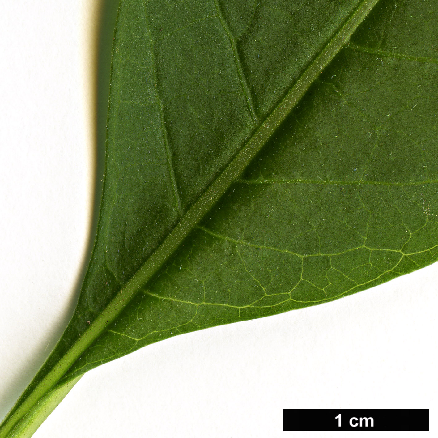 High resolution image: Family: Solanaceae - Genus: Iochroma - Taxon: australe