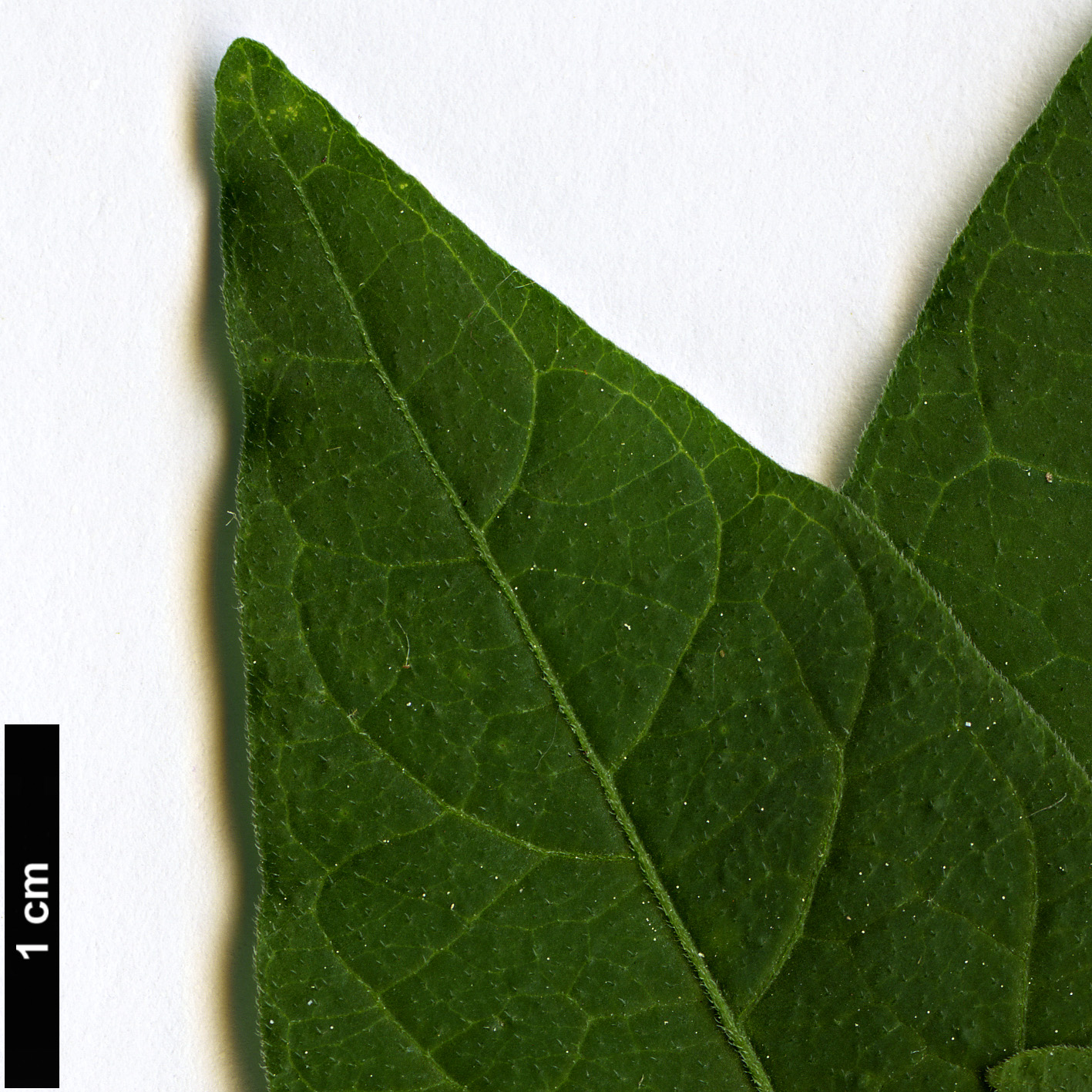 High resolution image: Family: Solanaceae - Genus: Lycianthes - Taxon: rantonnetii