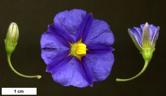 High resolution image: Family: Solanaceae - Genus: Lycianthes - Taxon: rantonnetii
