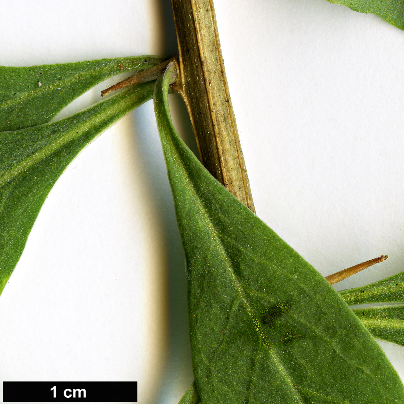 High resolution image: Family: Solanaceae - Genus: Lycium - Taxon: barbarum