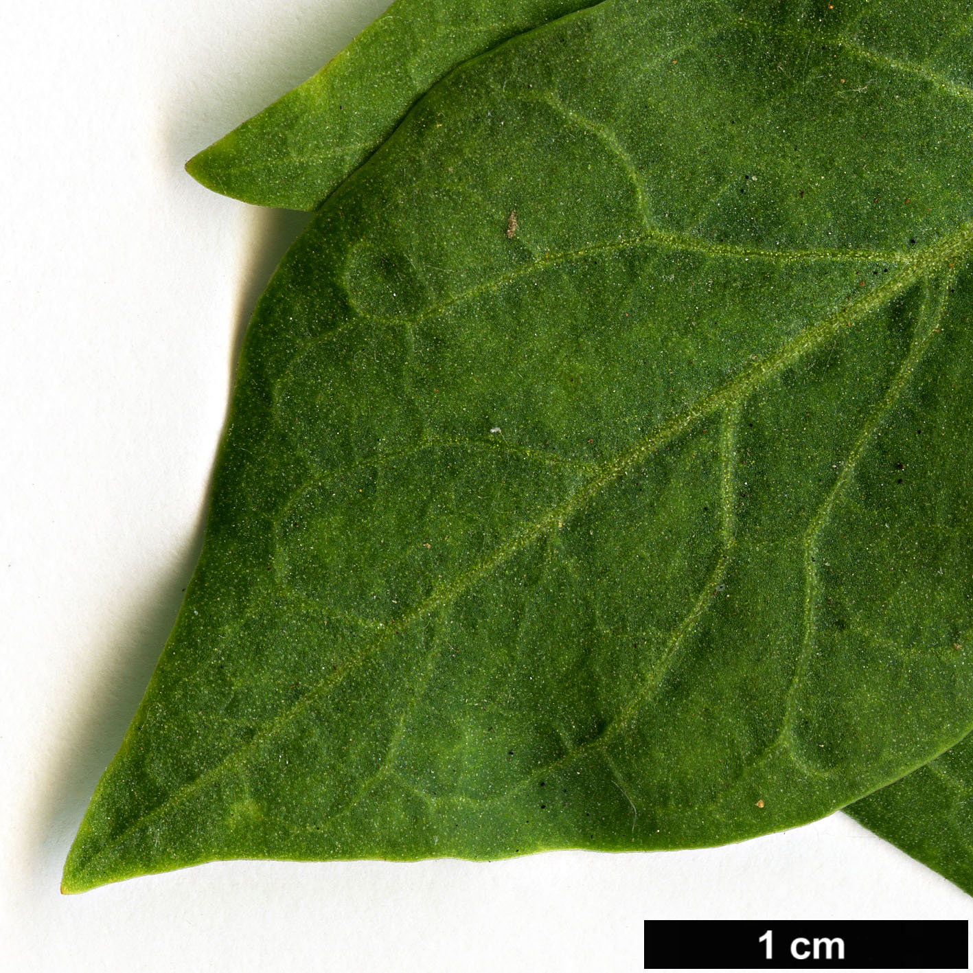 High resolution image: Family: Solanaceae - Genus: Lycium - Taxon: barbarum