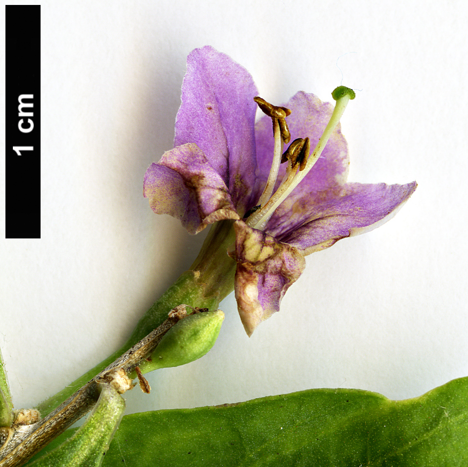 High resolution image: Family: Solanaceae - Genus: Lycium - Taxon: barbarum