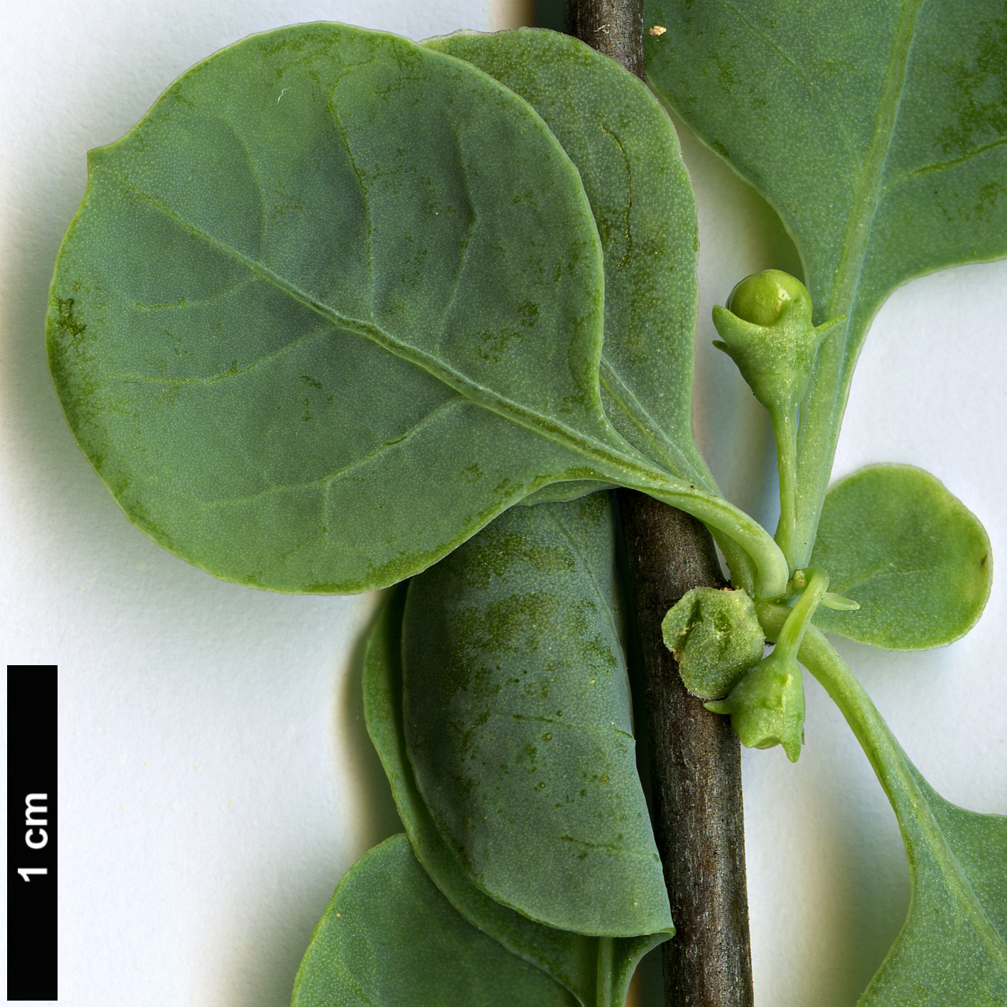 High resolution image: Family: Solanaceae - Genus: Lycium - Taxon: boerhaviifolium