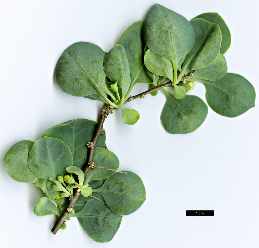 High resolution image: Family: Solanaceae - Genus: Lycium - Taxon: boerhaviifolium