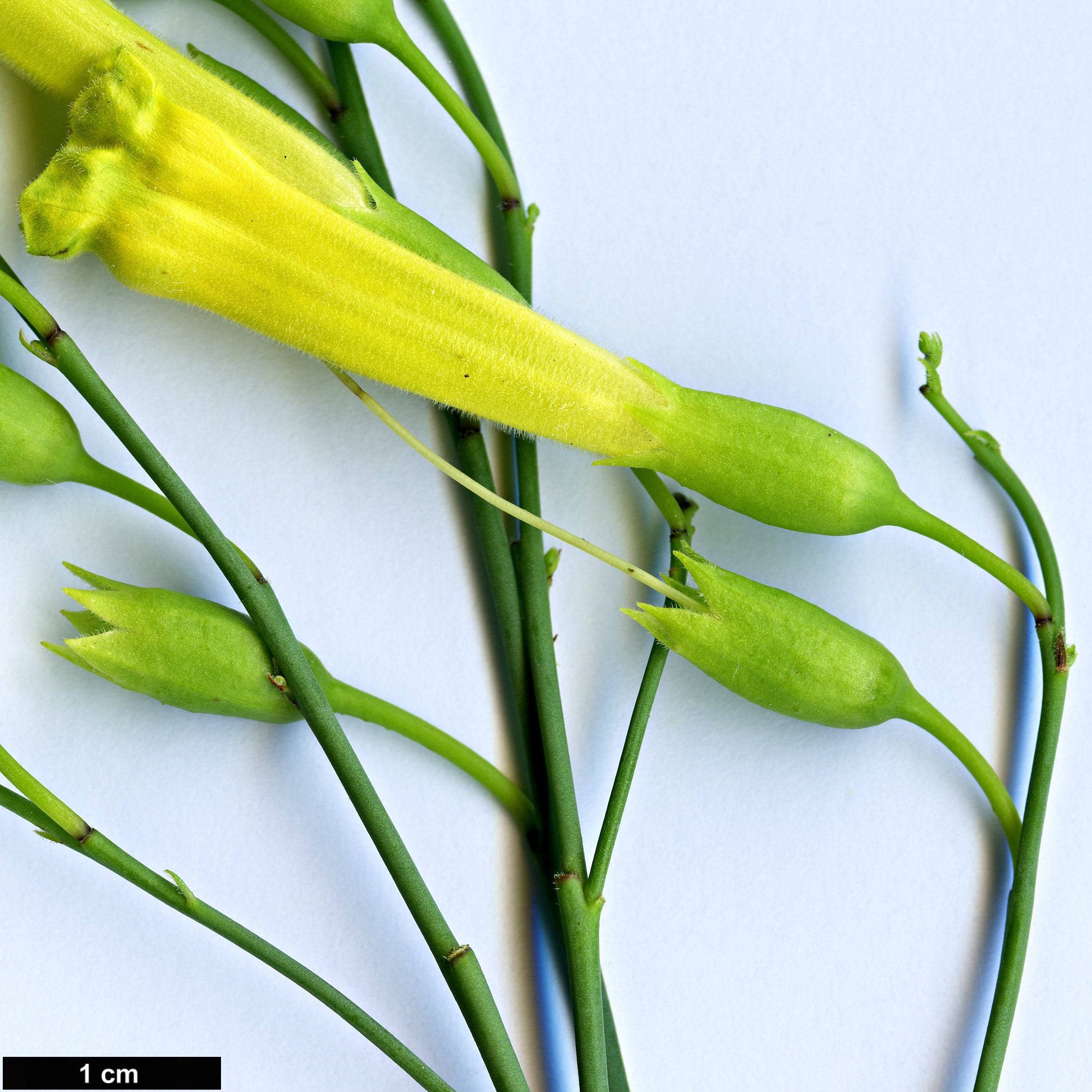 High resolution image: Family: Solanaceae - Genus: Nicotiana - Taxon: glauca