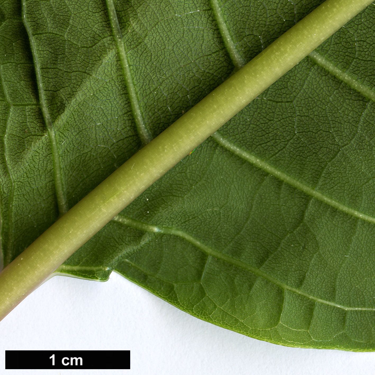 High resolution image: Family: Solanaceae - Genus: Phytolacca - Taxon: dioica