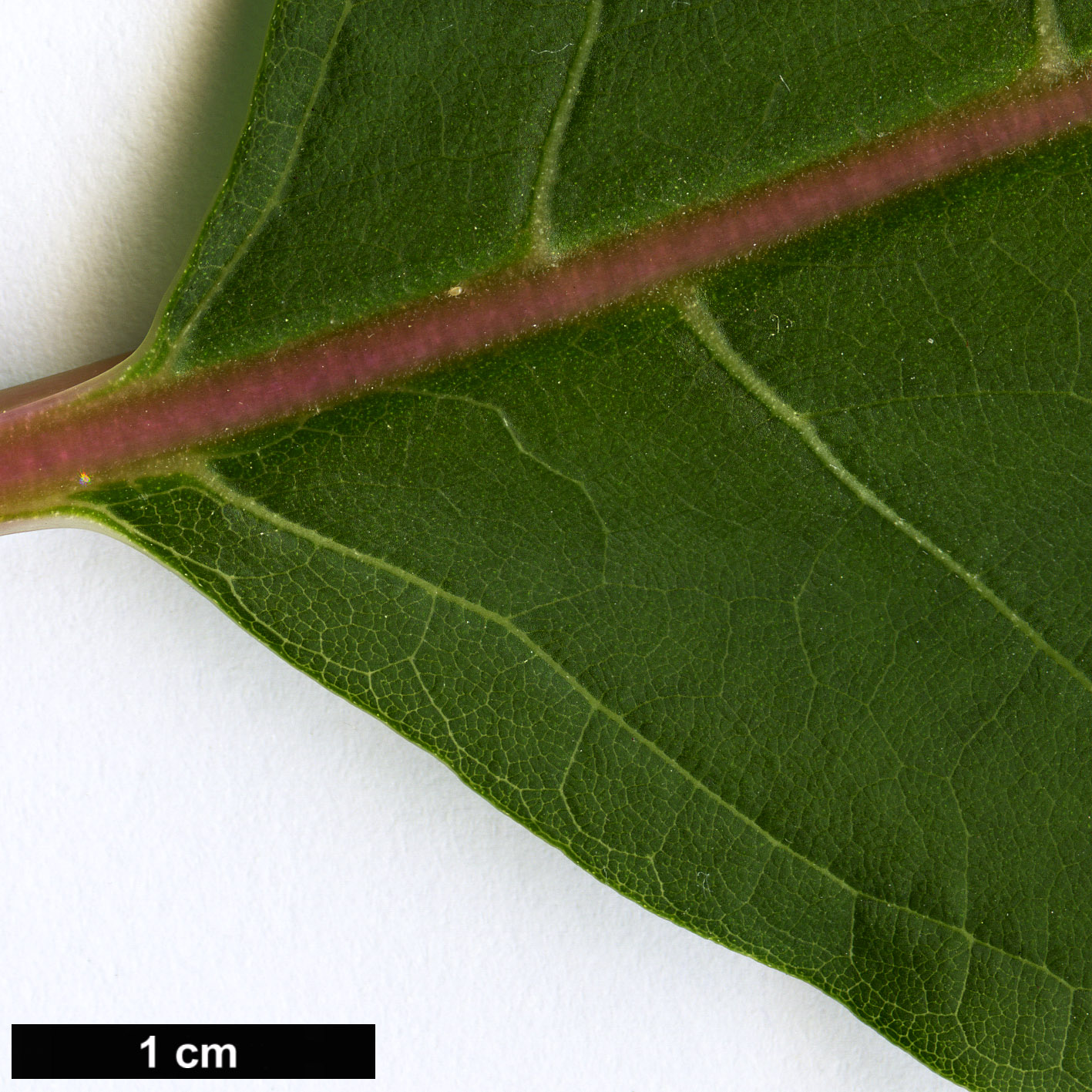 High resolution image: Family: Solanaceae - Genus: Phytolacca - Taxon: dioica