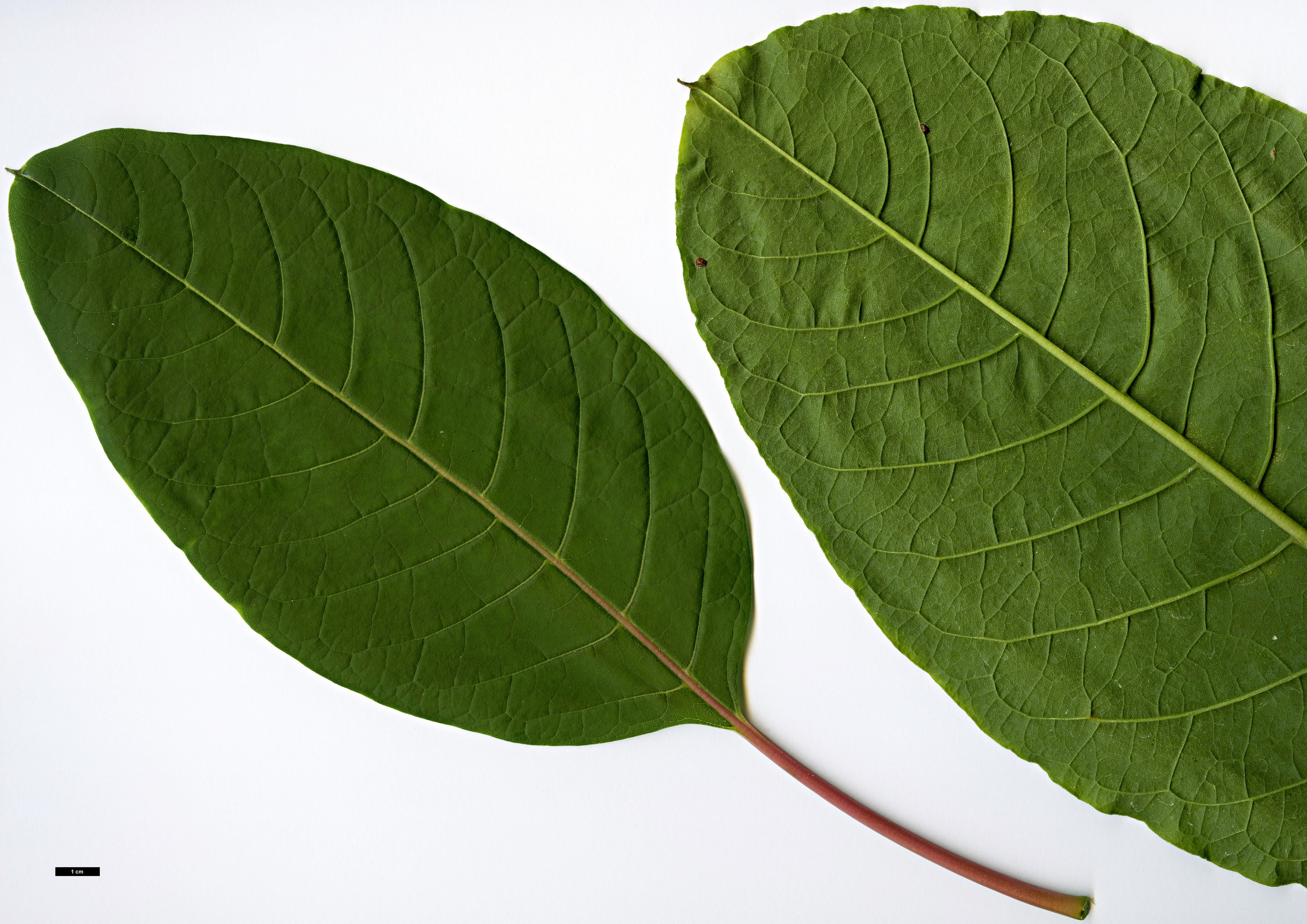 High resolution image: Family: Solanaceae - Genus: Phytolacca - Taxon: dioica