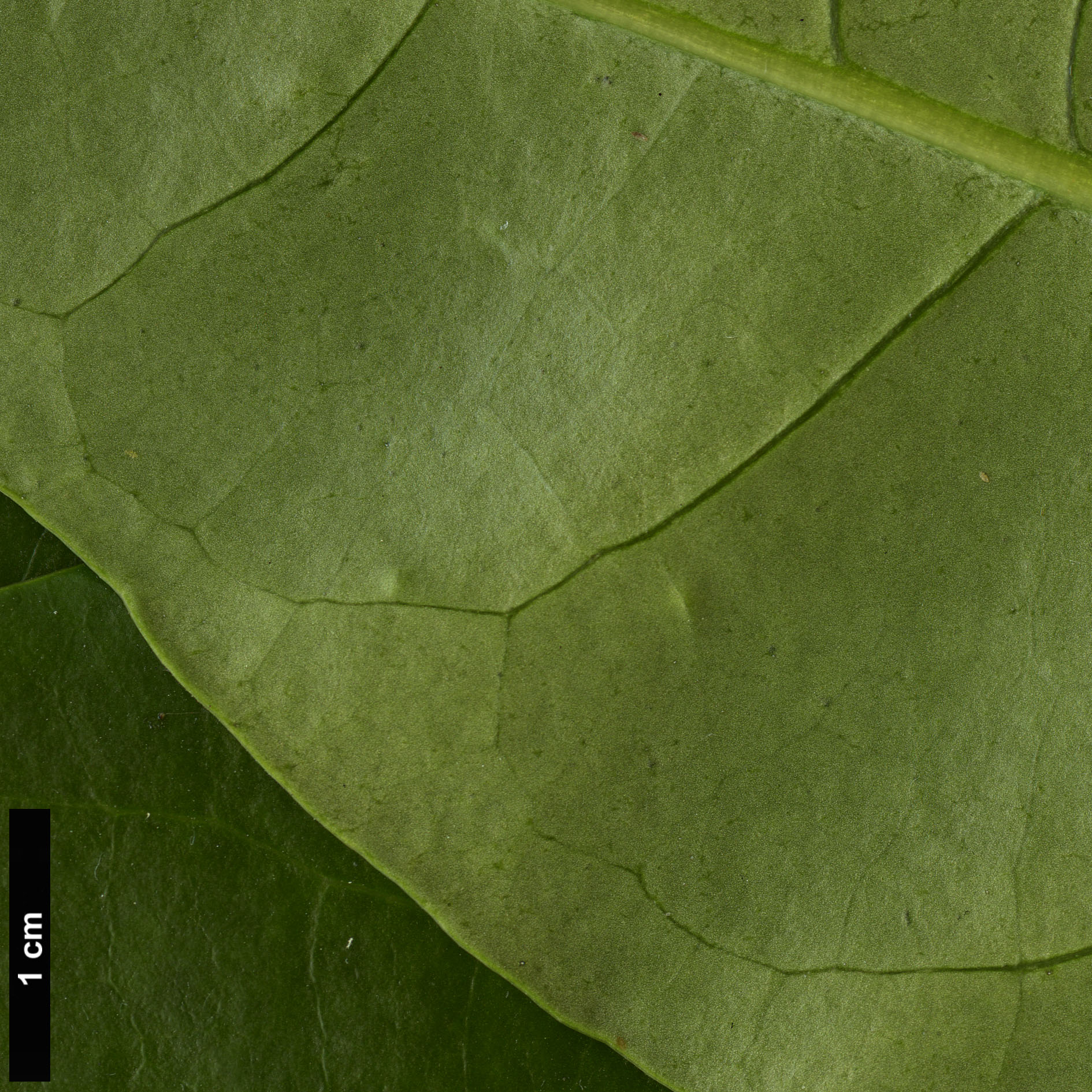 High resolution image: Family: Solanaceae - Genus: Solandra - Taxon: maxima