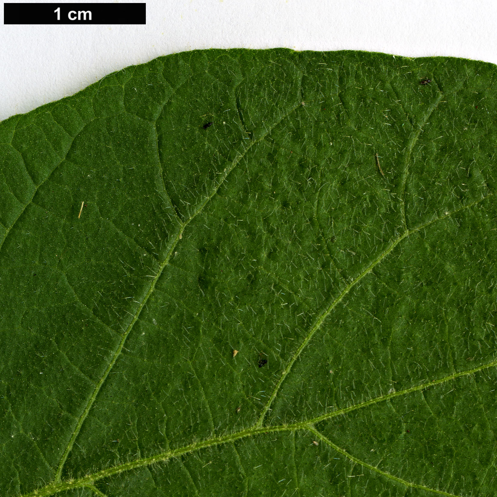 High resolution image: Family: Solanaceae - Genus: Solanum - Taxon: erianthum