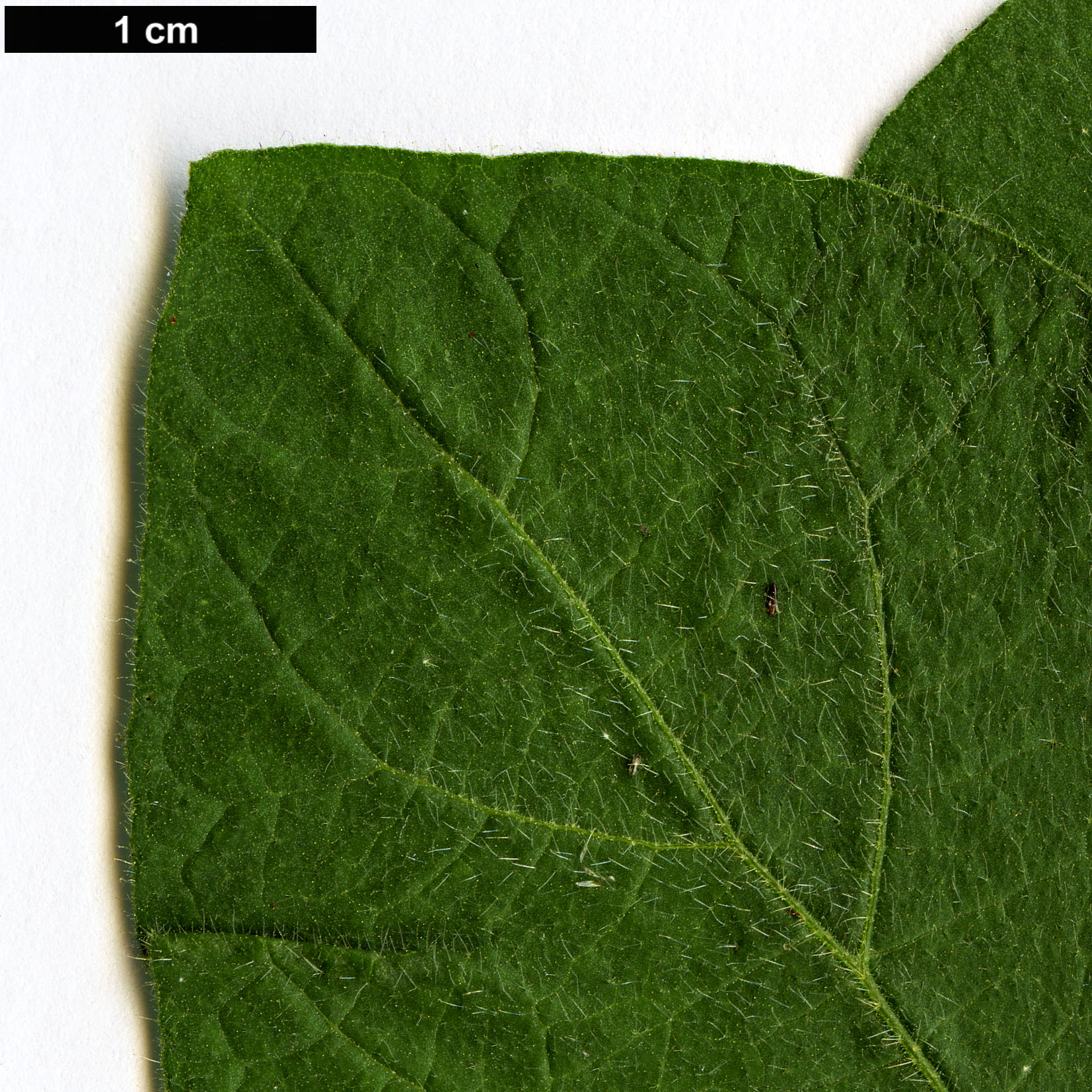 High resolution image: Family: Solanaceae - Genus: Solanum - Taxon: erianthum