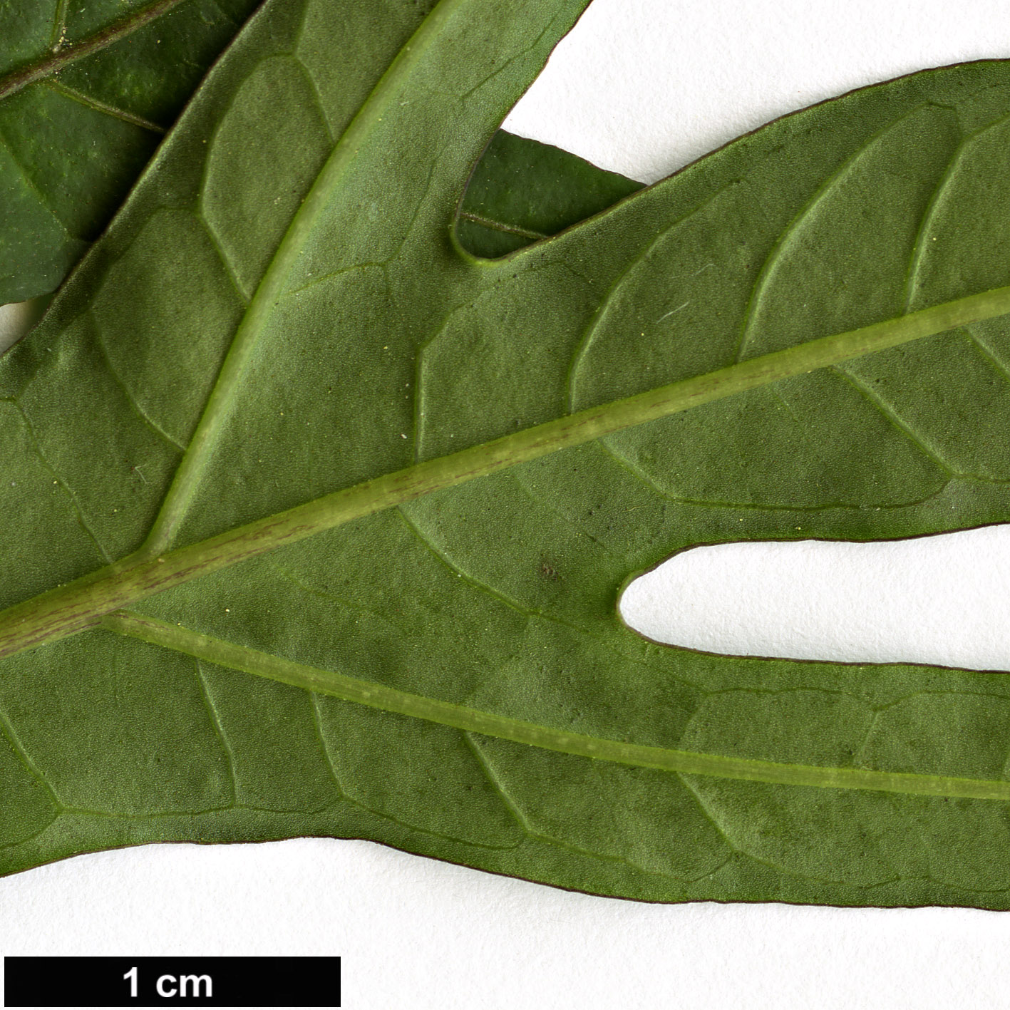High resolution image: Family: Solanaceae - Genus: Solanum - Taxon: laciniatum