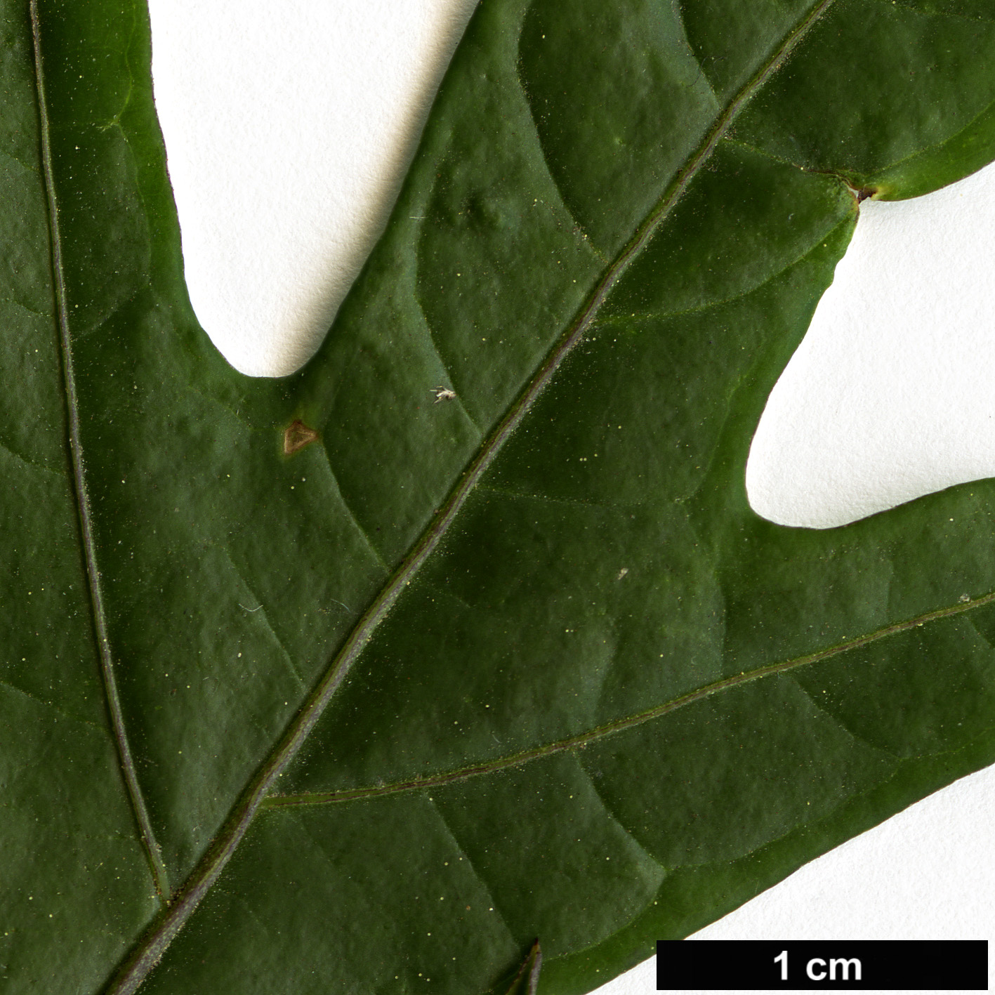 High resolution image: Family: Solanaceae - Genus: Solanum - Taxon: laciniatum