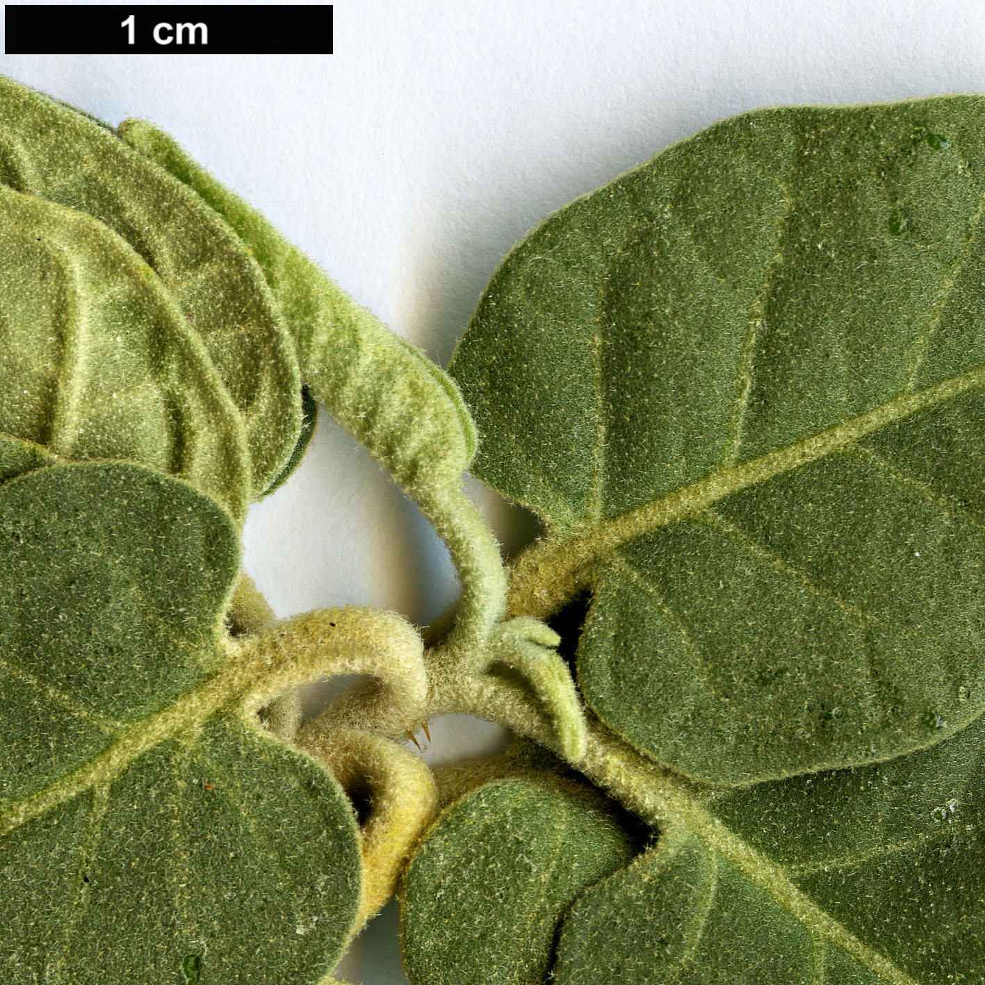 High resolution image: Family: Solanaceae - Genus: Solanum - Taxon: lidii