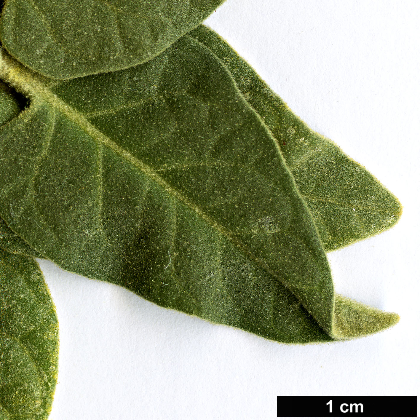 High resolution image: Family: Solanaceae - Genus: Solanum - Taxon: lidii