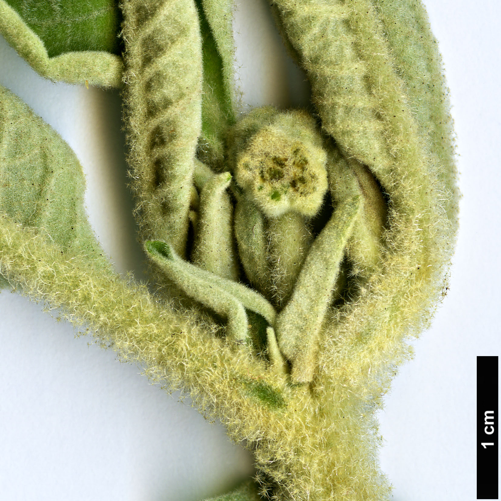 High resolution image: Family: Solanaceae - Genus: Solanum - Taxon: mauritianum