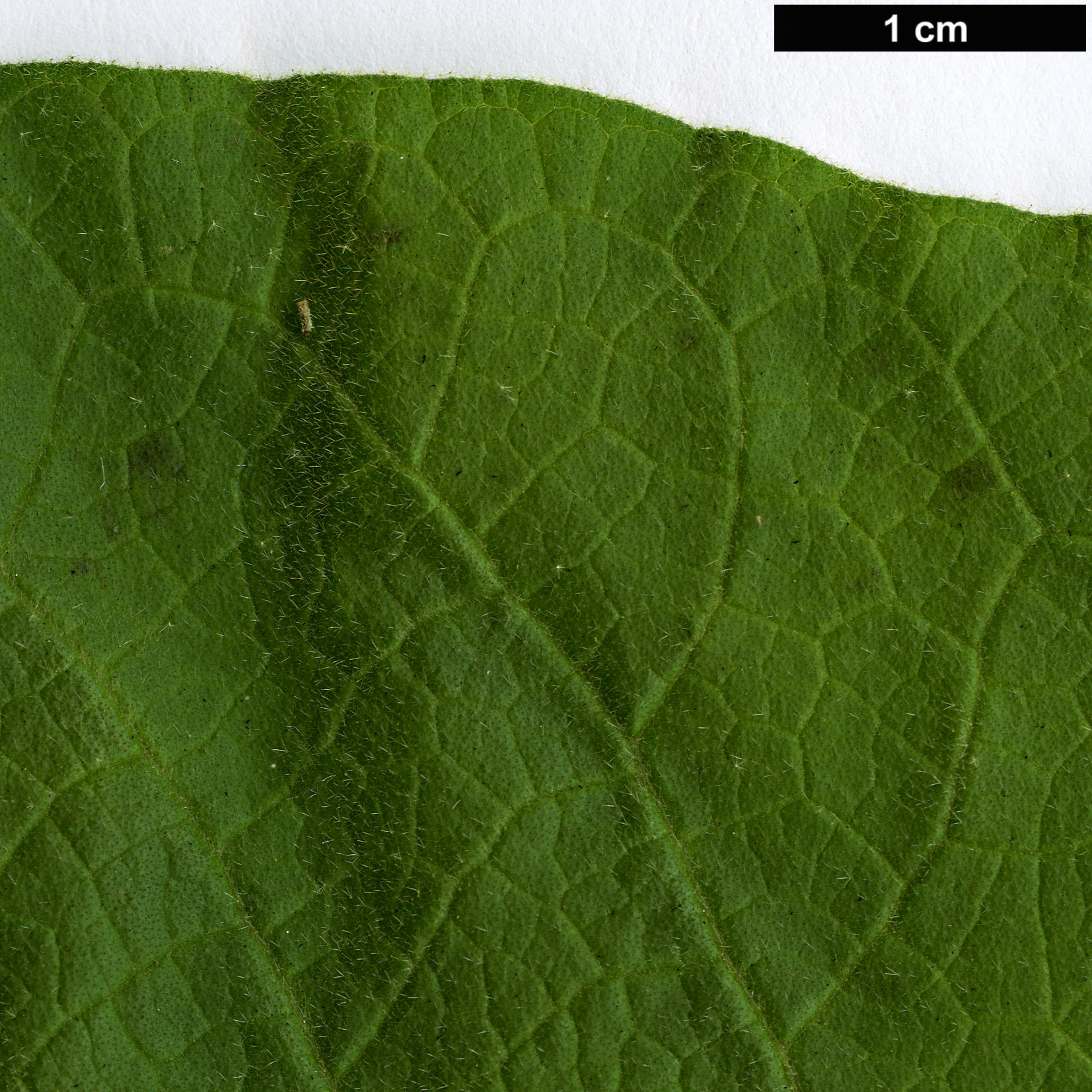 High resolution image: Family: Solanaceae - Genus: Solanum - Taxon: mauritianum
