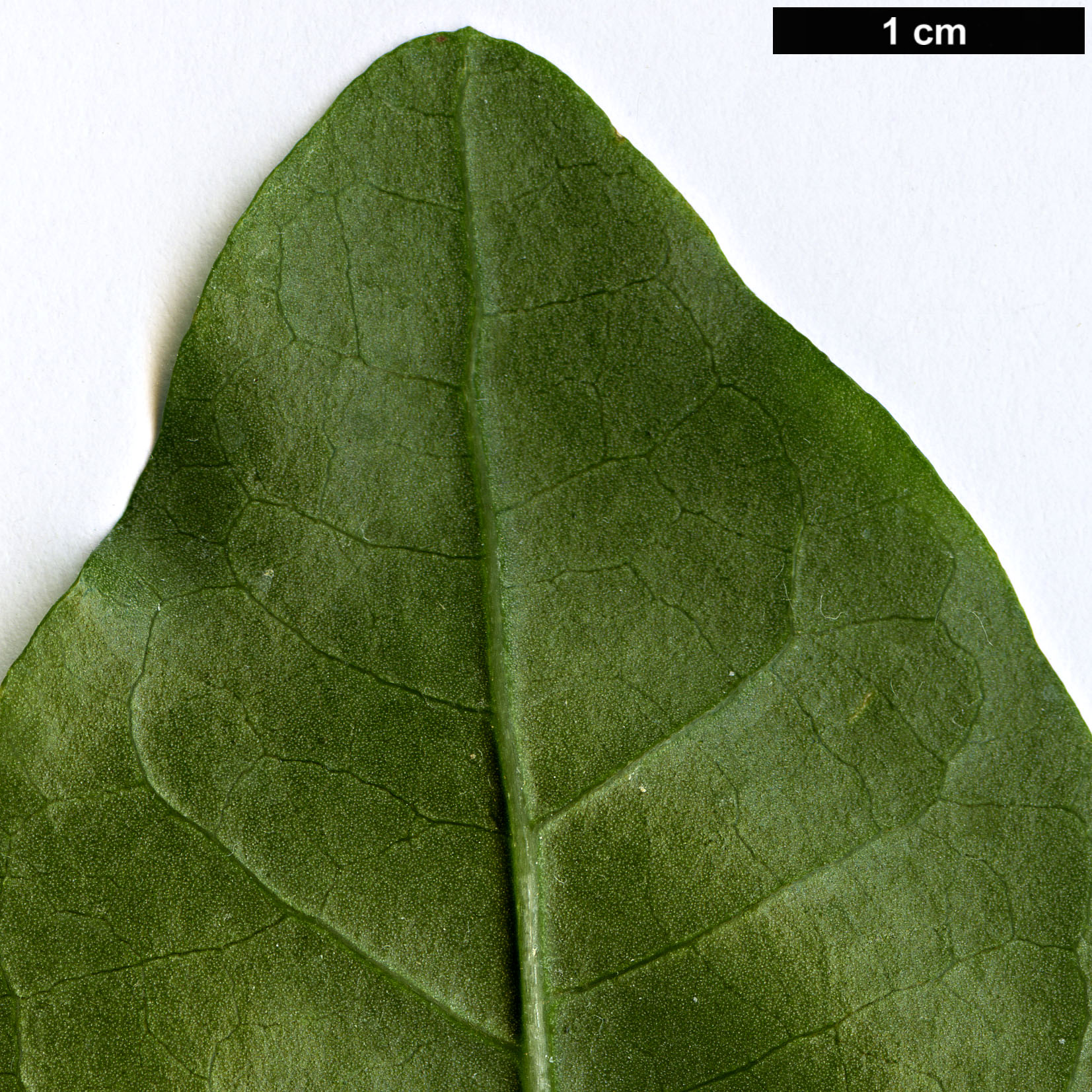 High resolution image: Family: Solanaceae - Genus: Withania - Taxon: aristata