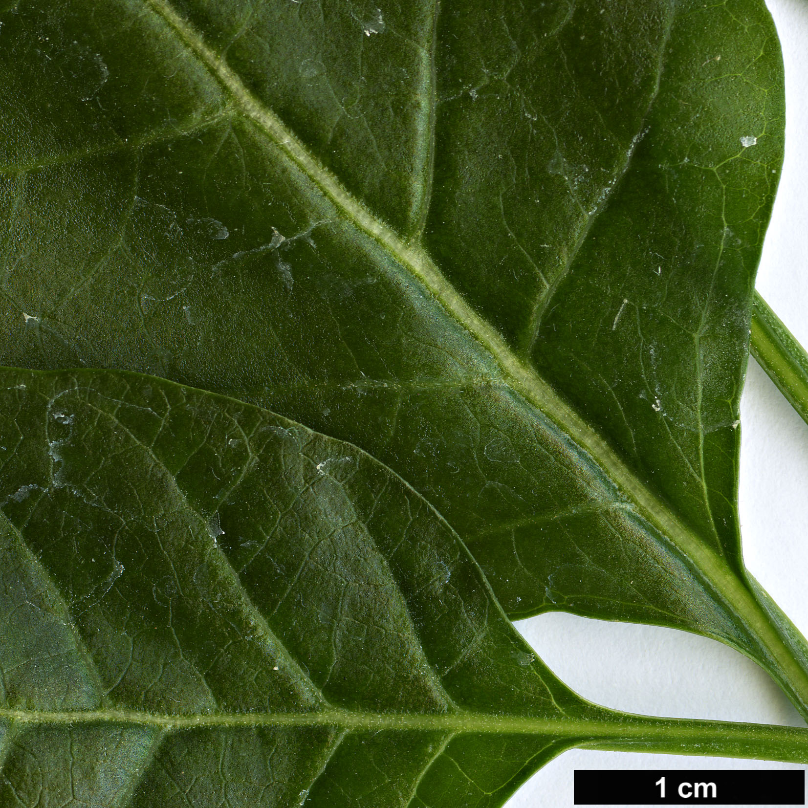 High resolution image: Family: Solanaceae - Genus: Withania - Taxon: aristata