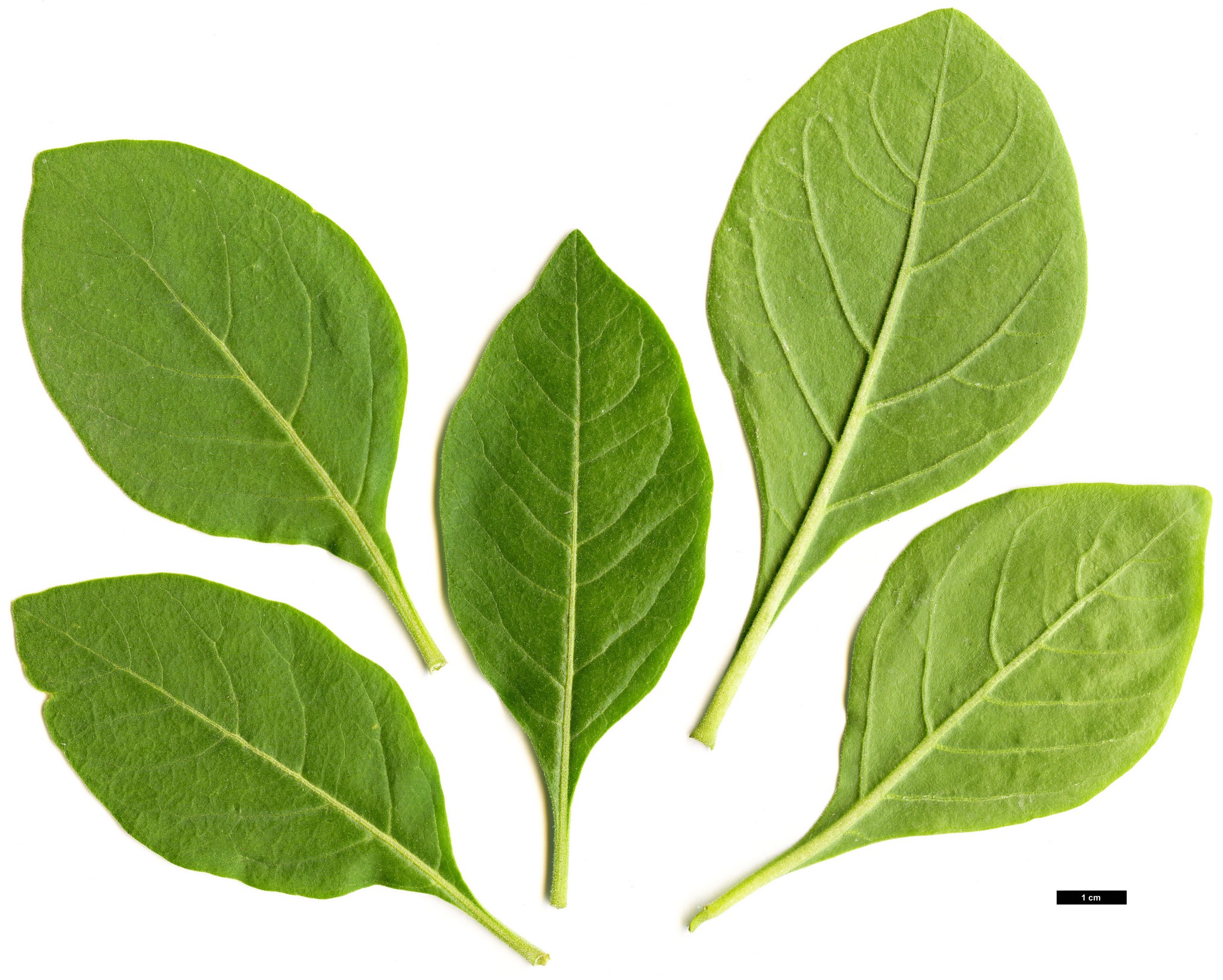 High resolution image: Family: Solanaceae - Genus: Withania - Taxon: somnifera