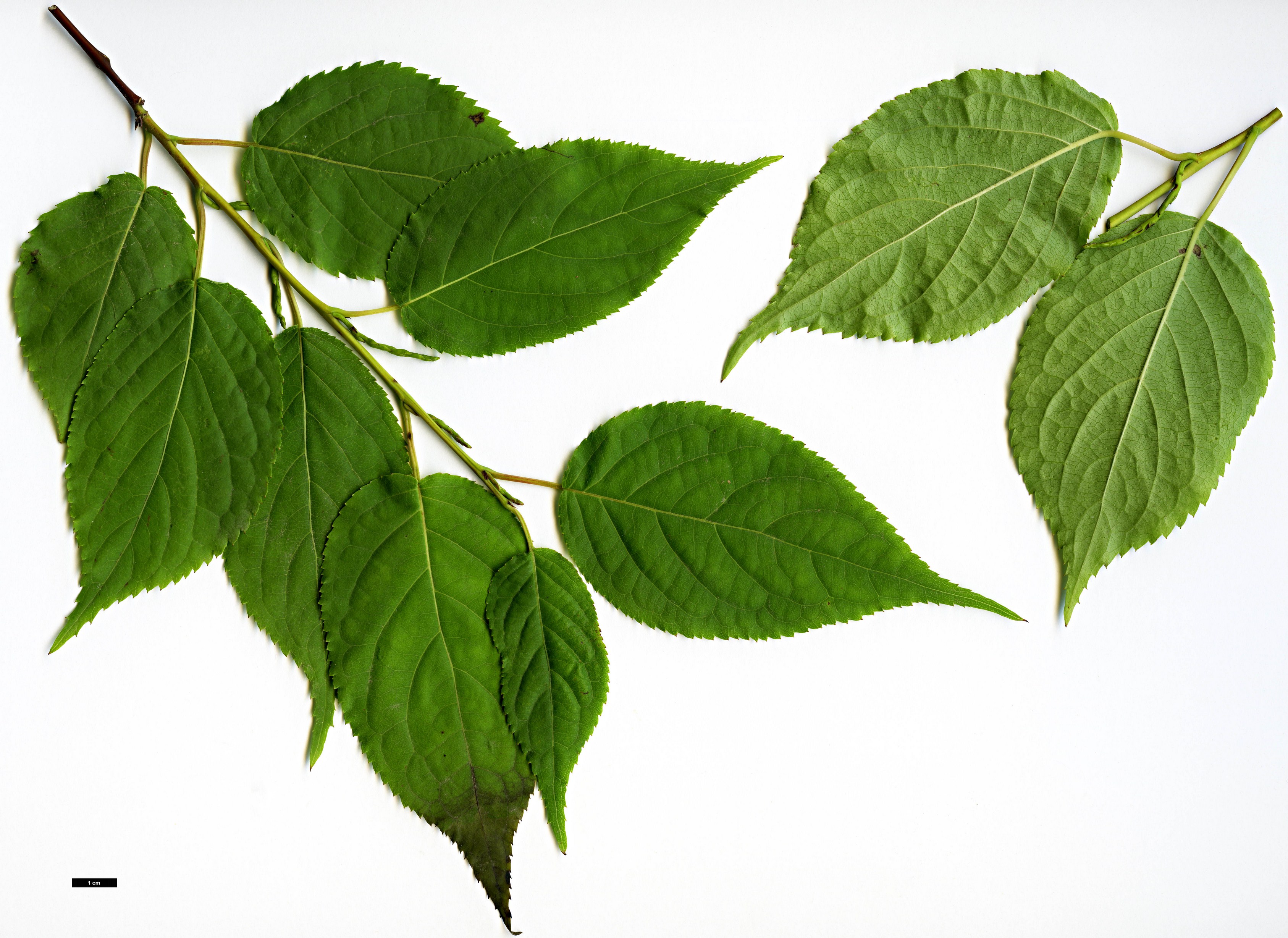 High resolution image: Family: Stachyuraceae - Genus: Stachyurus - Taxon: praecox