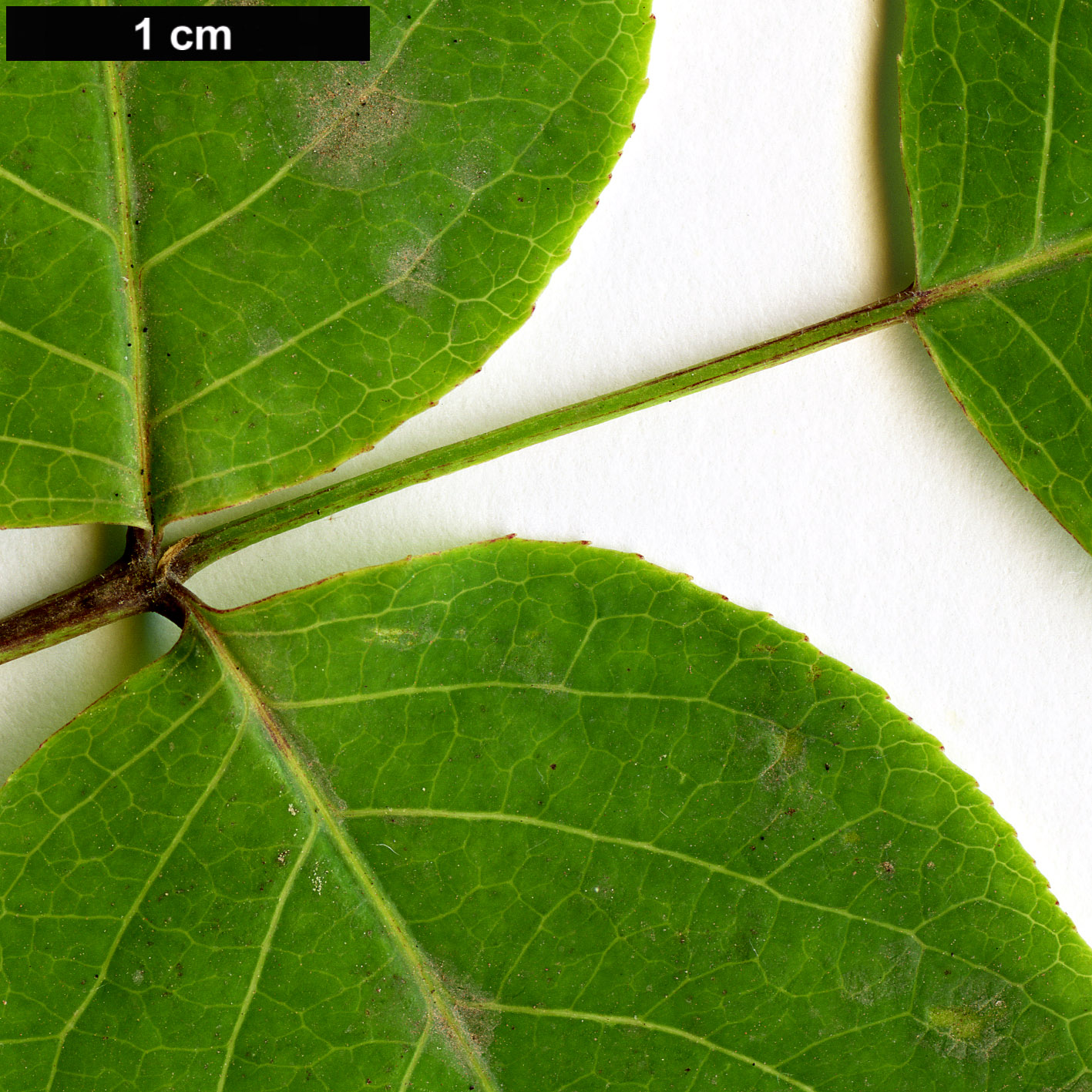 High resolution image: Family: Staphyleaceae - Genus: Staphylea - Taxon: bolandri