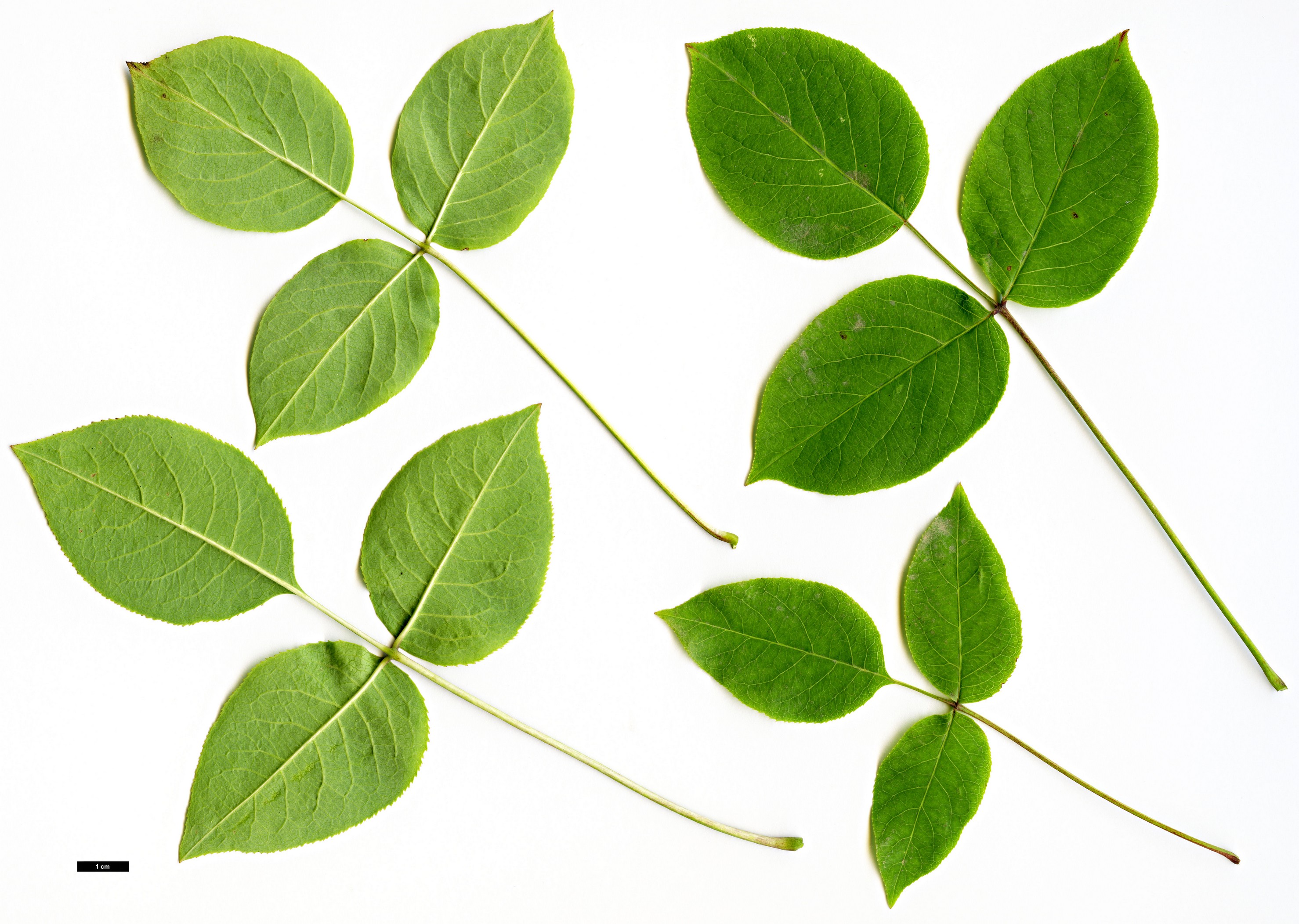 High resolution image: Family: Staphyleaceae - Genus: Staphylea - Taxon: bolandri