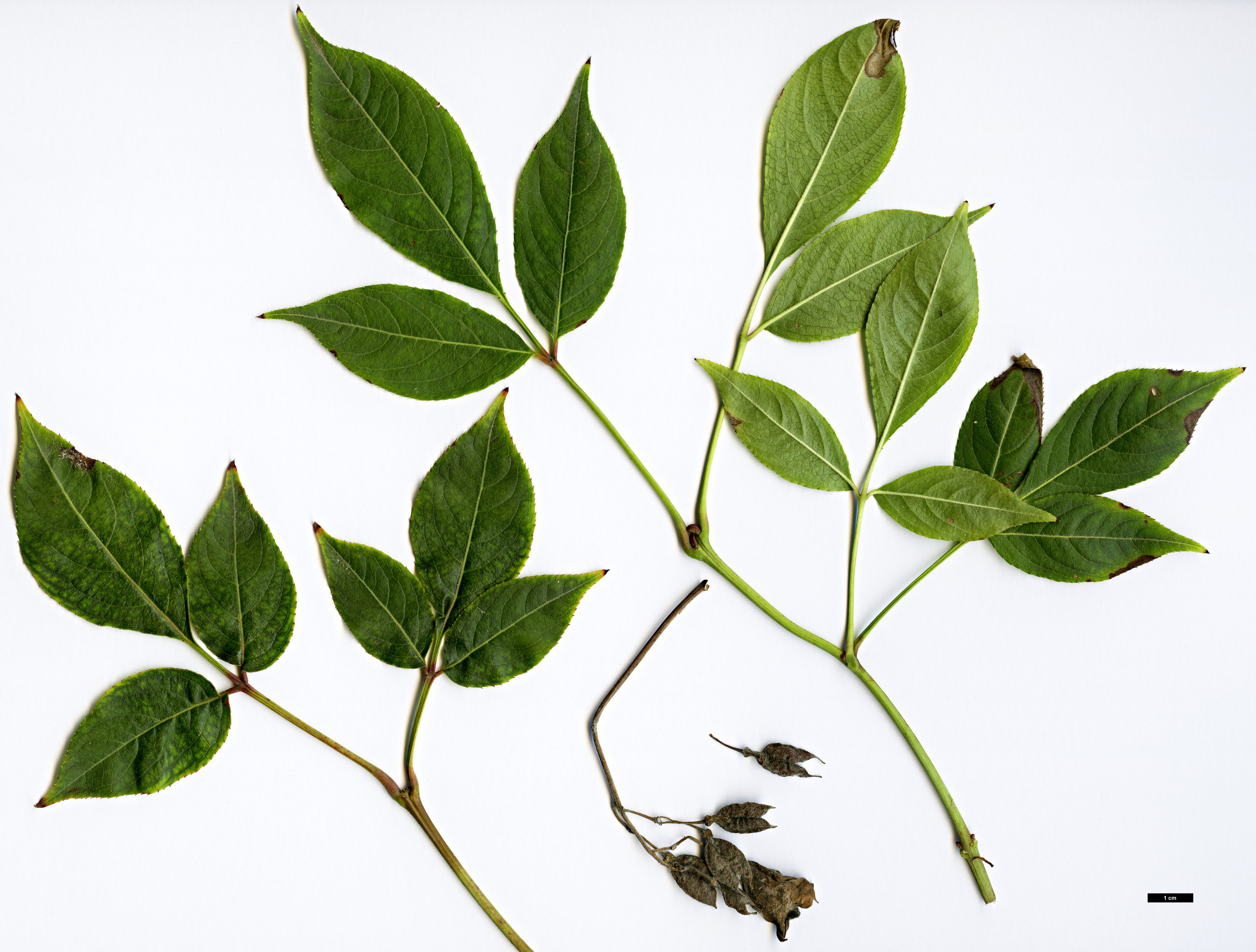 High resolution image: Family: Staphyleaceae - Genus: Staphylea - Taxon: bumalda