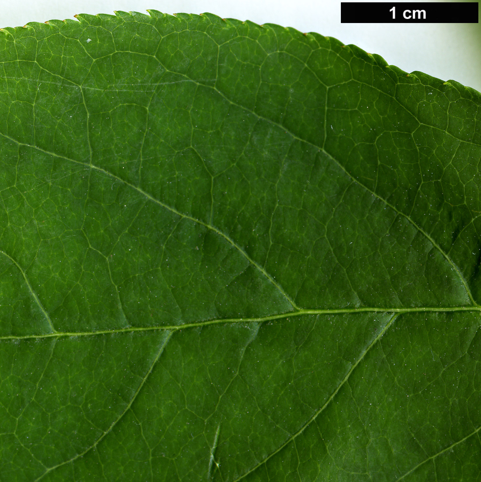 High resolution image: Family: Staphyleaceae - Genus: Staphylea - Taxon: pinnata