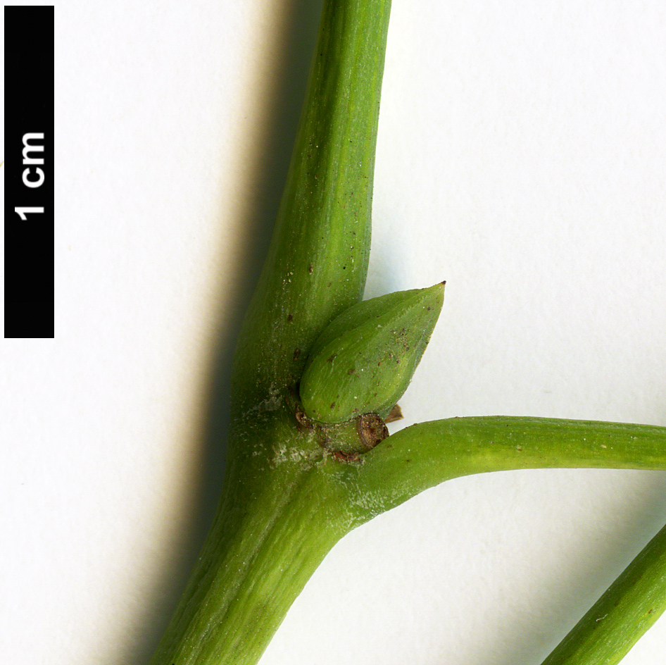 High resolution image: Family: Staphyleaceae - Genus: Staphylea - Taxon: pinnata