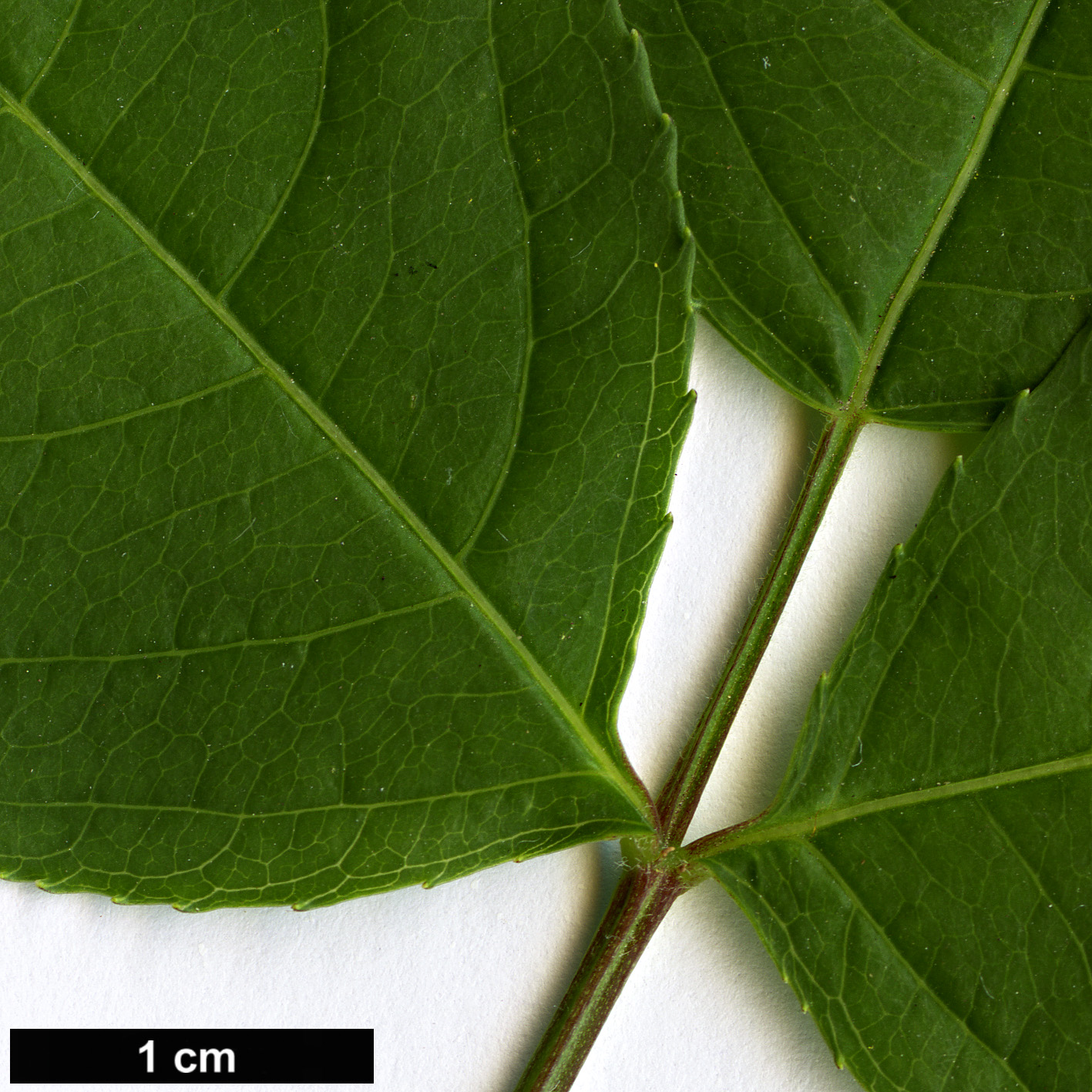 High resolution image: Family: Staphyleaceae - Genus: Staphylea - Taxon: trifolia