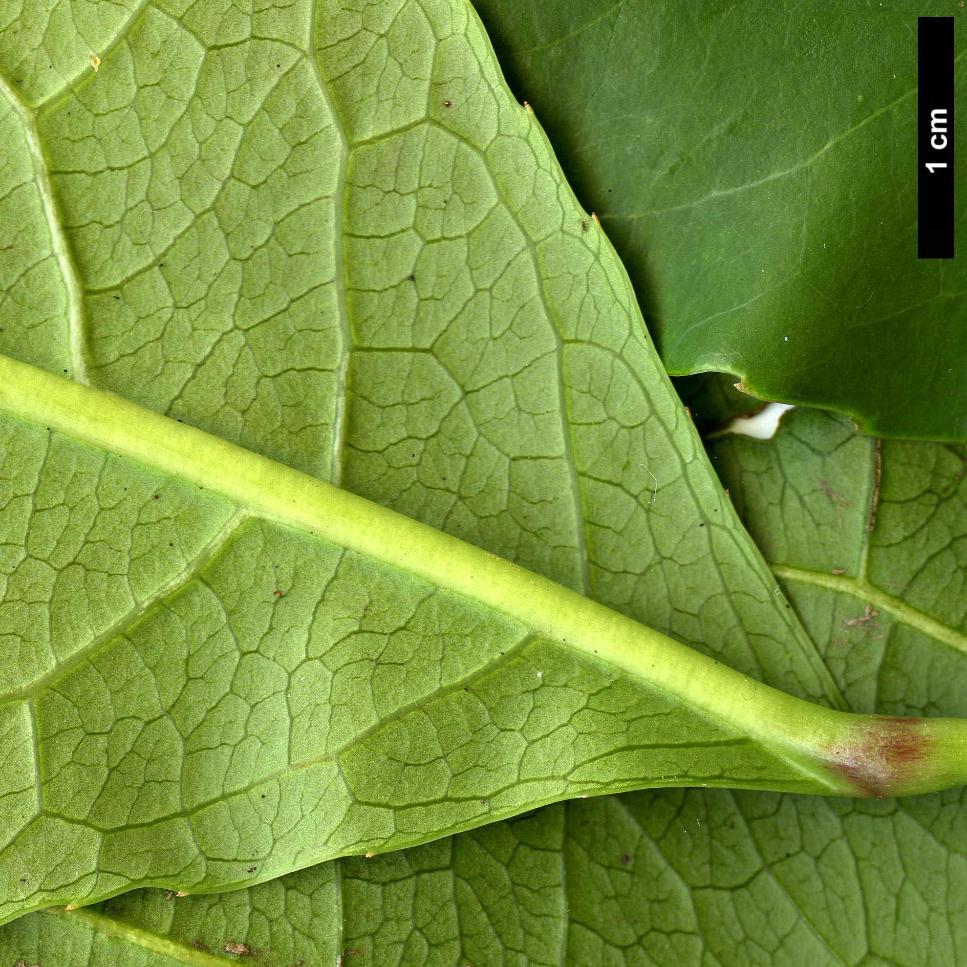 High resolution image: Family: Staphyleaceae - Genus: Turpinia - Taxon: formosana