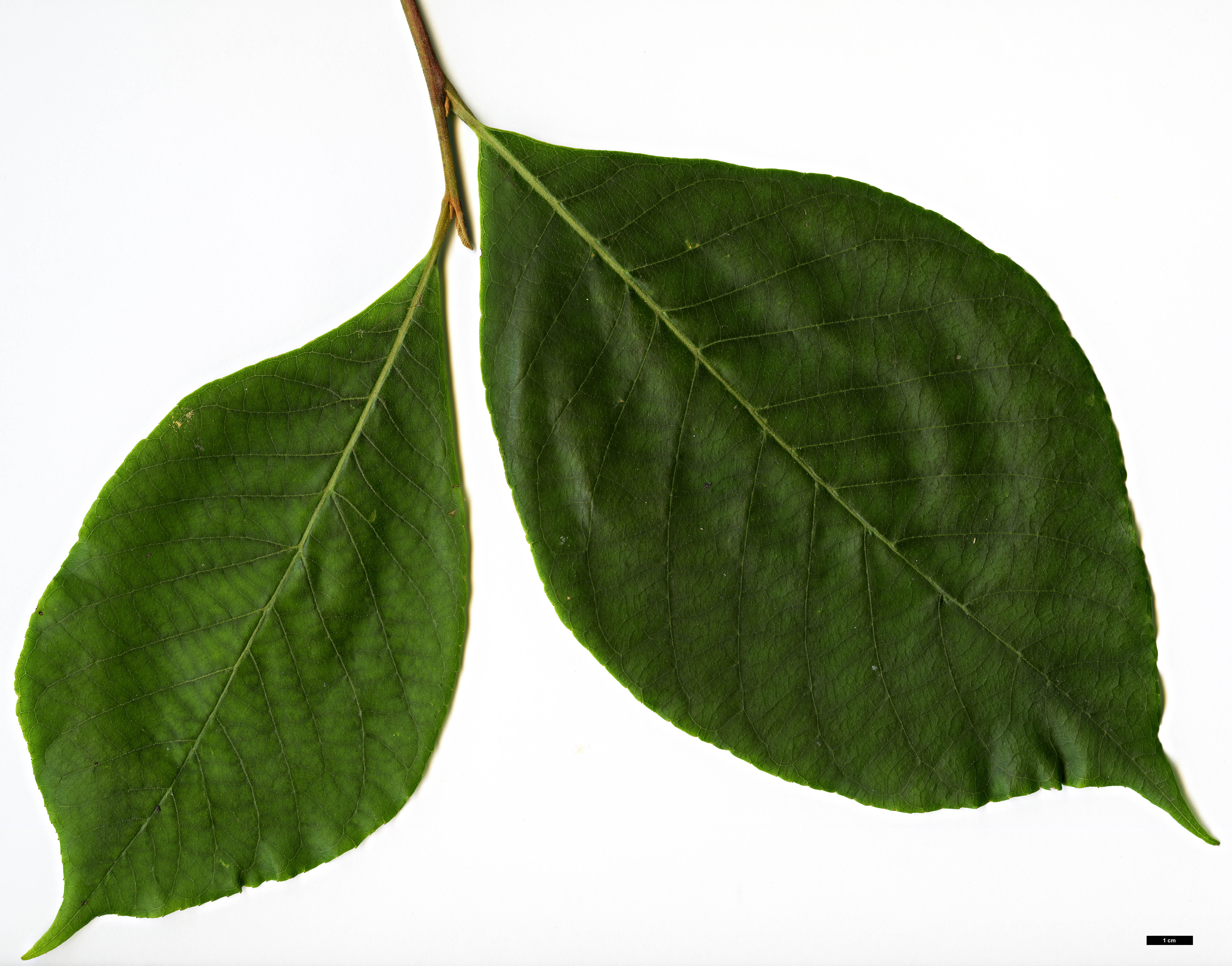 High resolution image: Family: Styracaceae - Genus: Alniphyllum - Taxon: fortunei