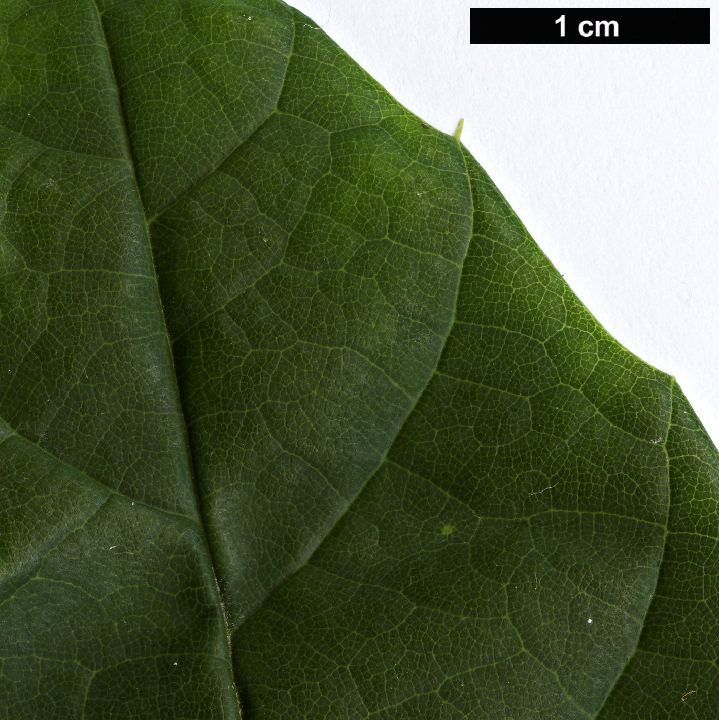 High resolution image: Family: Styracaceae - Genus: Corylopsis - Taxon: multiflora