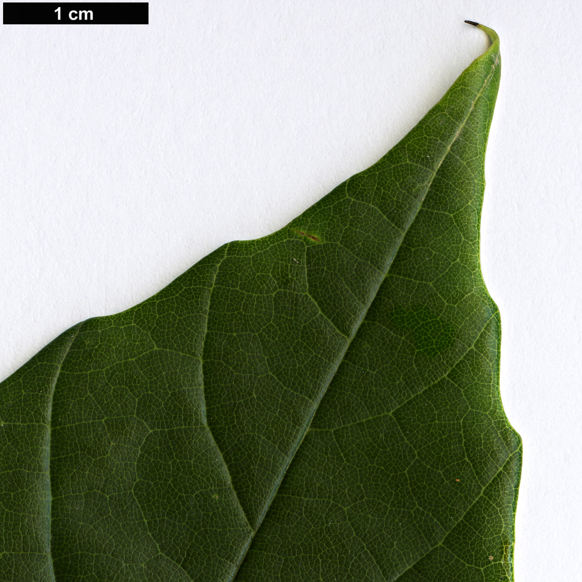High resolution image: Family: Styracaceae - Genus: Corylopsis - Taxon: multiflora
