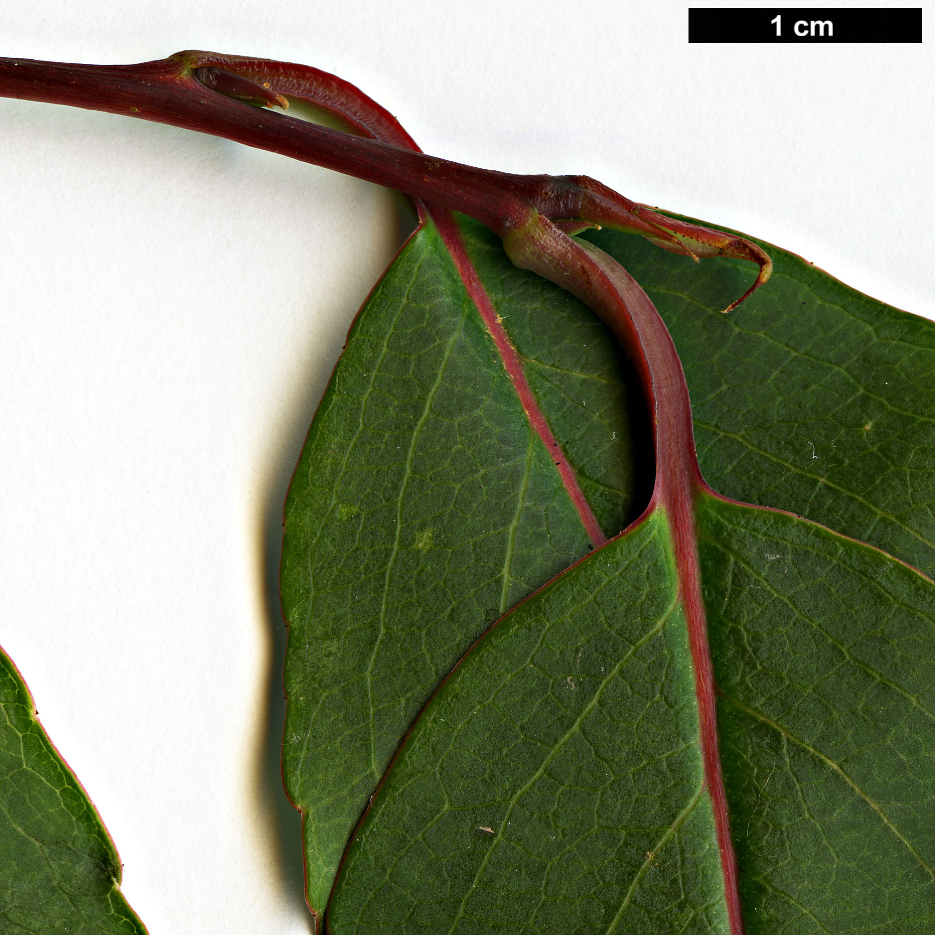 High resolution image: Family: Styracaceae - Genus: Perkinsiodendron - Taxon: macgregorii