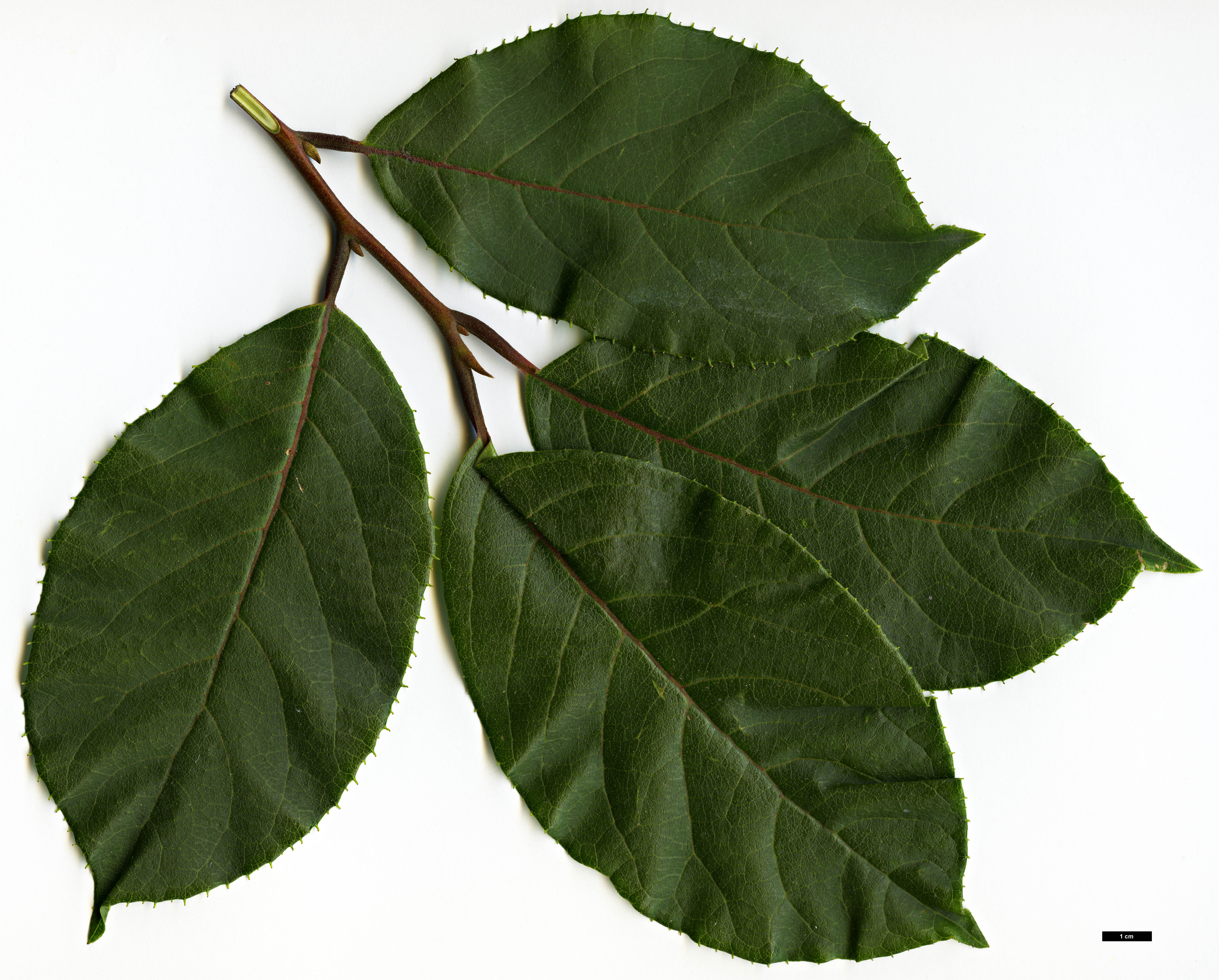 High resolution image: Family: Styracaceae - Genus: Pterostyrax - Taxon: corymbosus