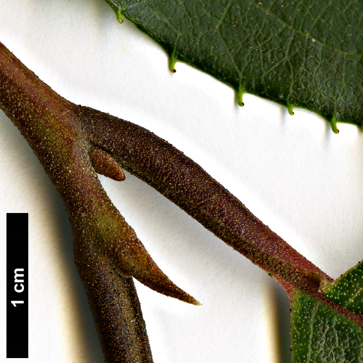 High resolution image: Family: Styracaceae - Genus: Pterostyrax - Taxon: corymbosus