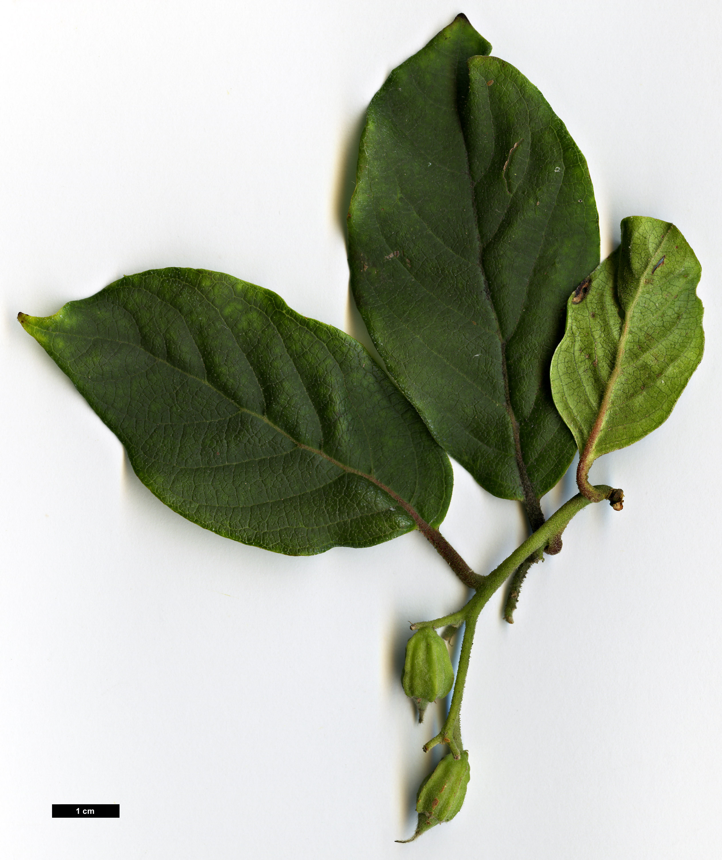 High resolution image: Family: Styracaceae - Genus: Pterostyrax - Taxon: corymbosus