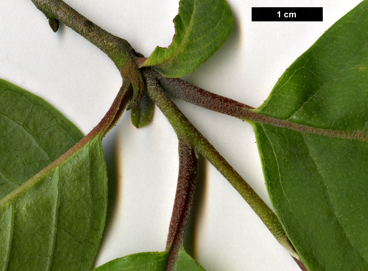 High resolution image: Family: Styracaceae - Genus: Pterostyrax - Taxon: corymbosus