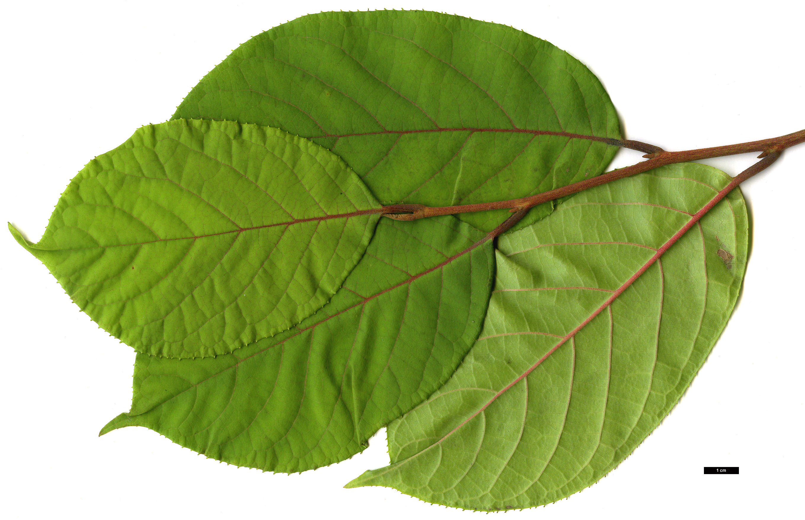 High resolution image: Family: Styracaceae - Genus: Pterostyrax - Taxon: corymbosus