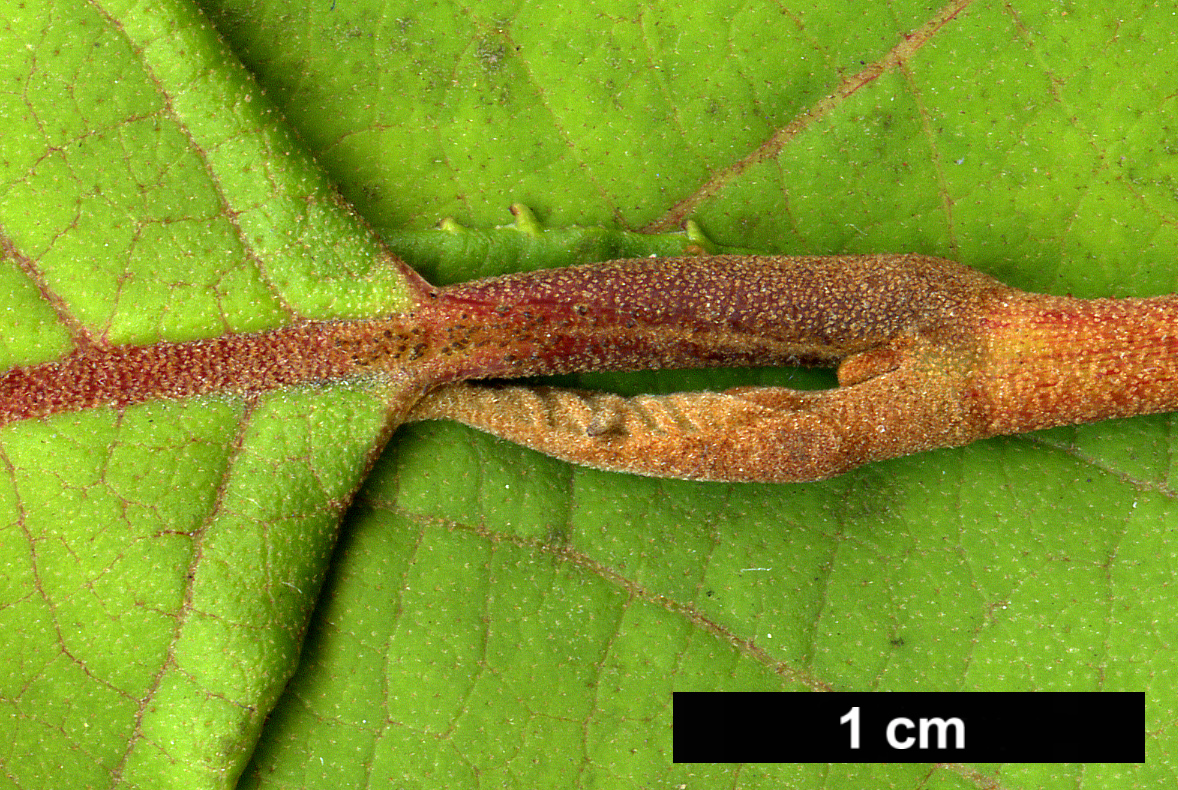 High resolution image: Family: Styracaceae - Genus: Pterostyrax - Taxon: corymbosus