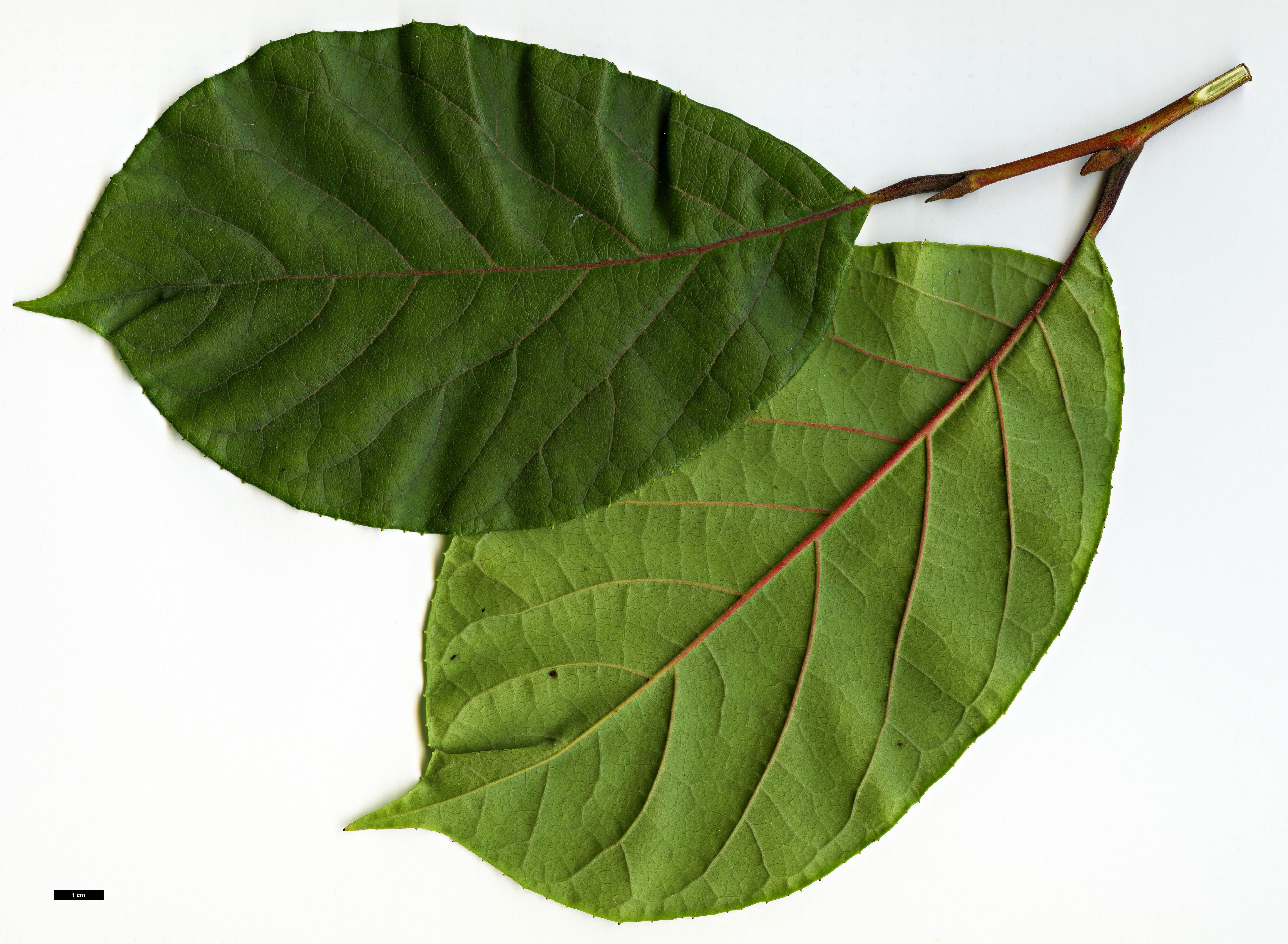 High resolution image: Family: Styracaceae - Genus: Pterostyrax - Taxon: corymbosus