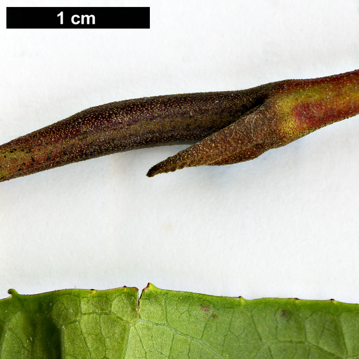 High resolution image: Family: Styracaceae - Genus: Pterostyrax - Taxon: corymbosus