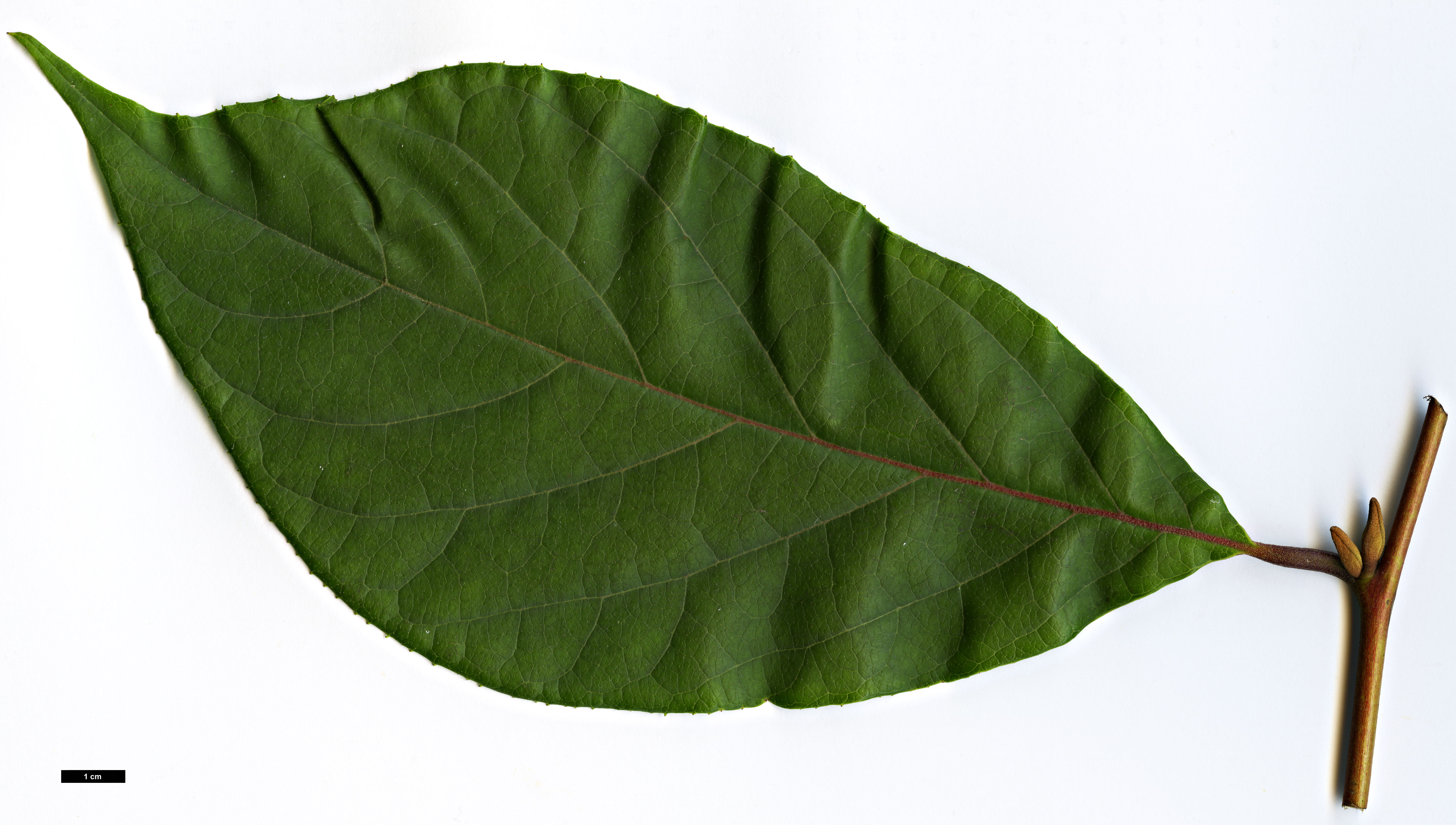 High resolution image: Family: Styracaceae - Genus: Pterostyrax - Taxon: corymbosus