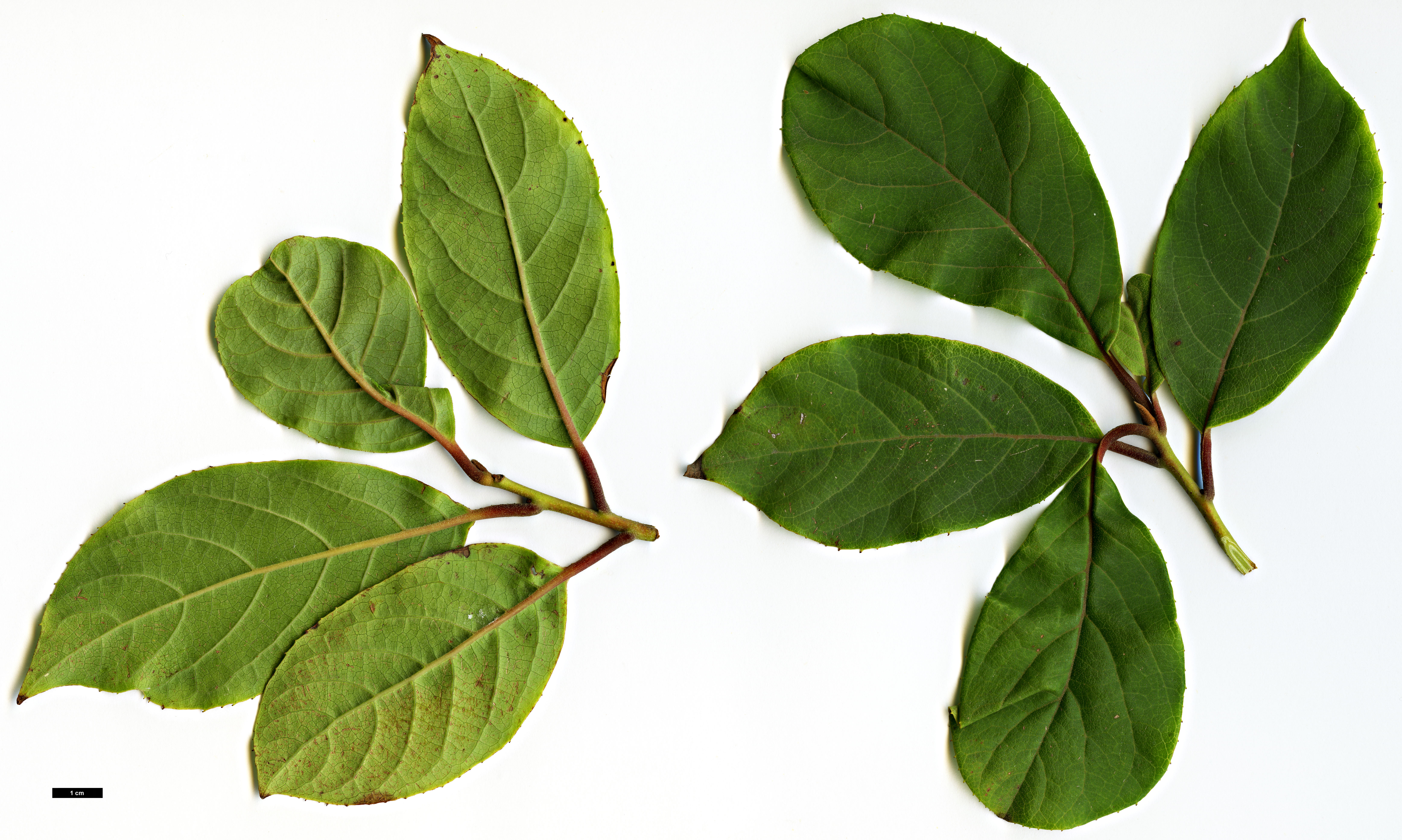 High resolution image: Family: Styracaceae - Genus: Pterostyrax - Taxon: corymbosus