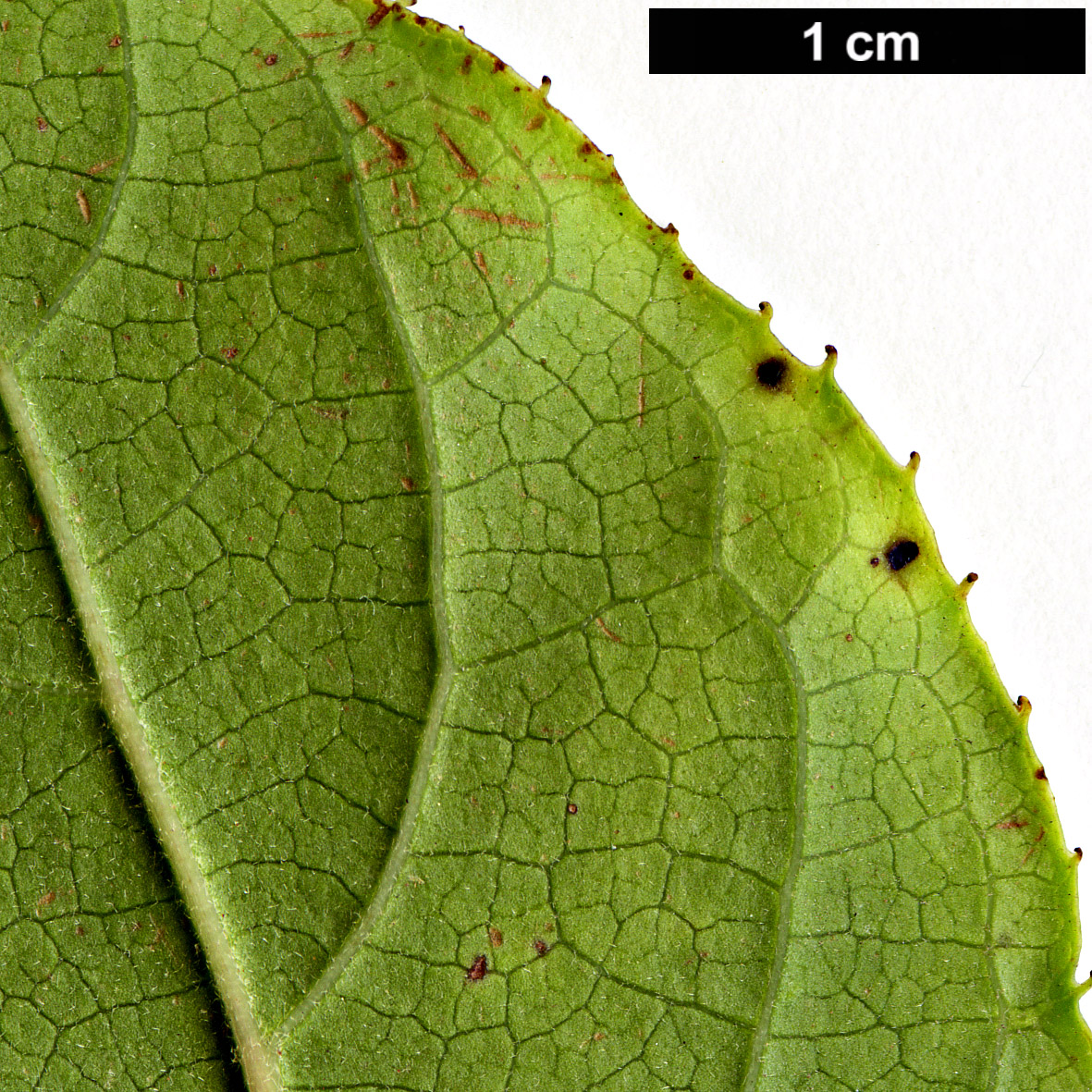 High resolution image: Family: Styracaceae - Genus: Pterostyrax - Taxon: corymbosus