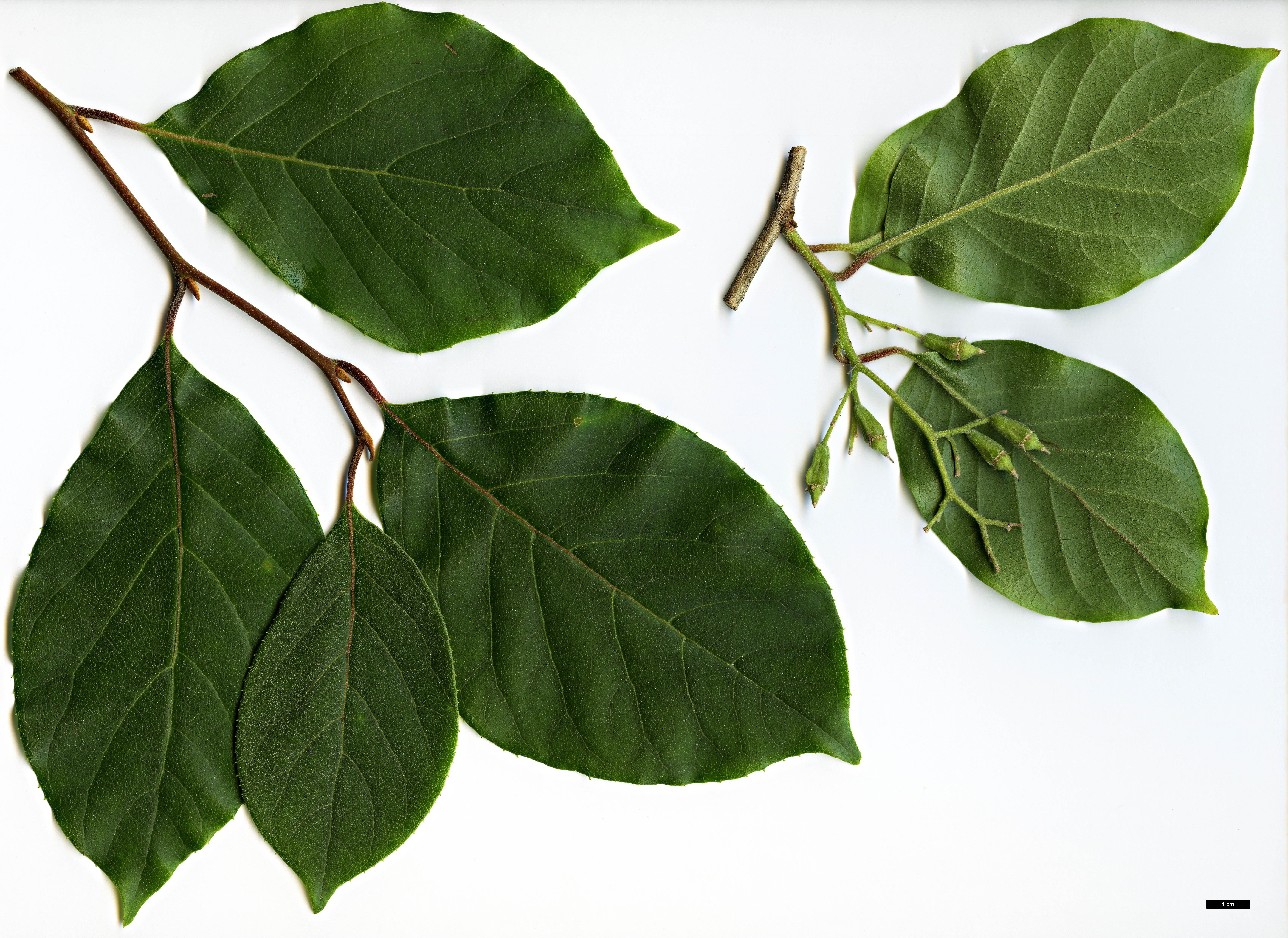 High resolution image: Family: Styracaceae - Genus: Pterostyrax - Taxon: corymbosus