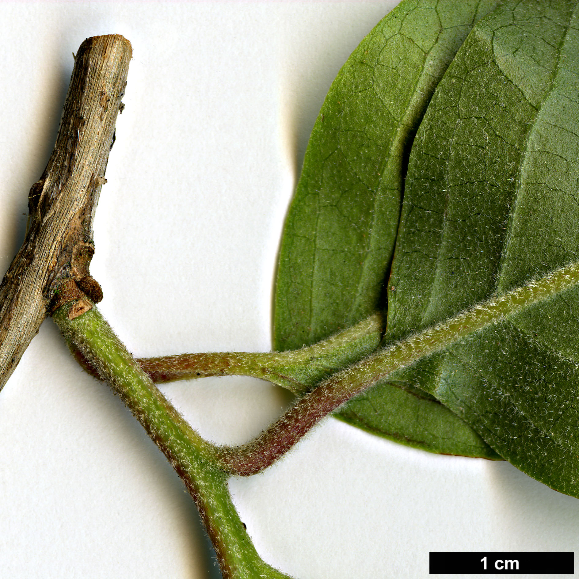 High resolution image: Family: Styracaceae - Genus: Pterostyrax - Taxon: corymbosus