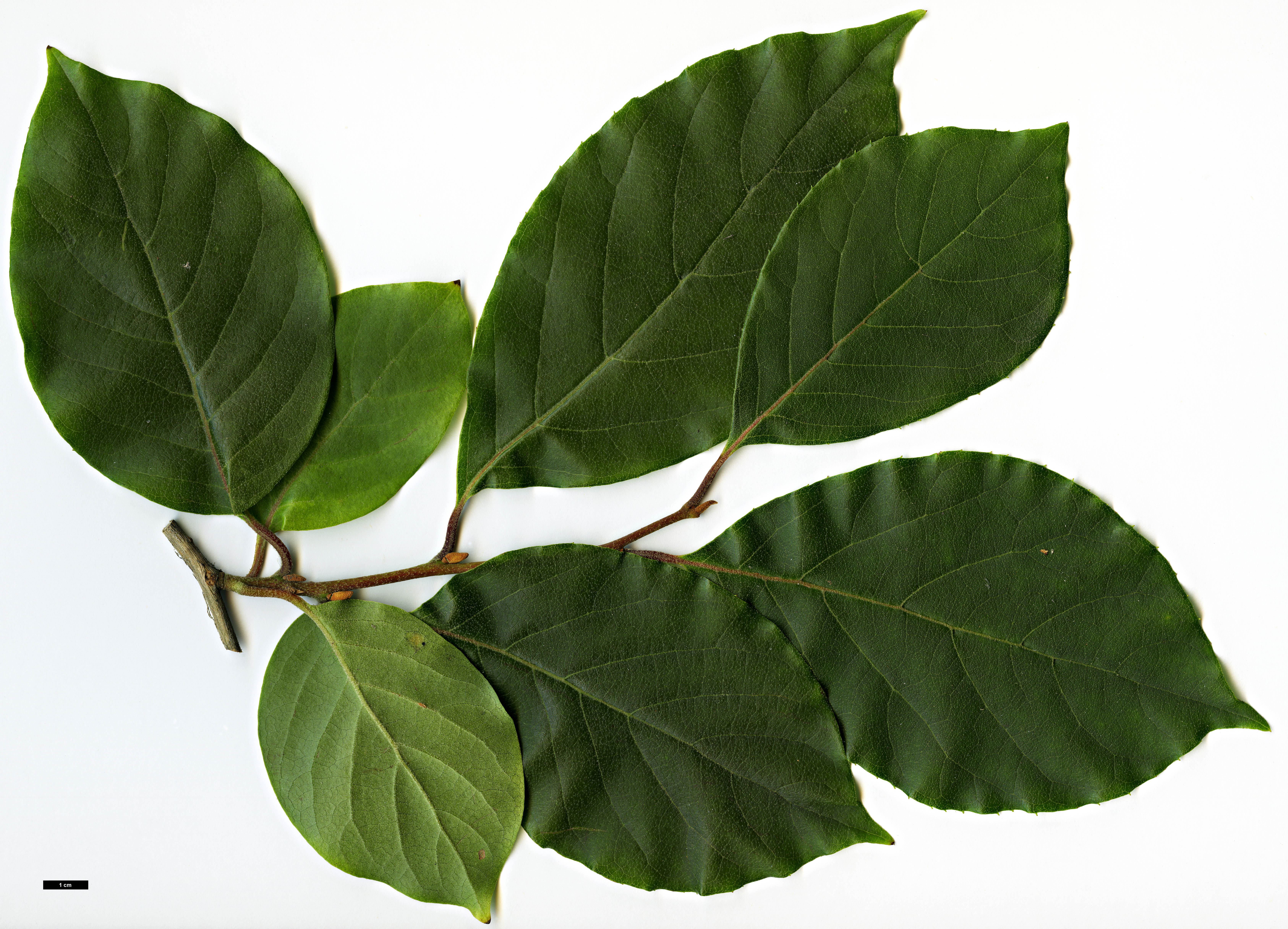 High resolution image: Family: Styracaceae - Genus: Pterostyrax - Taxon: corymbosus